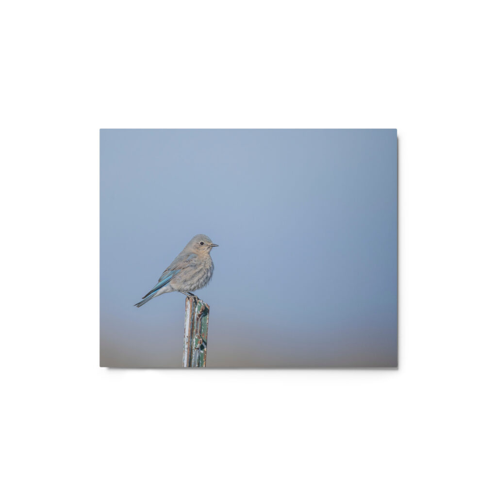 Female Mountain Bluebird! Metal prints