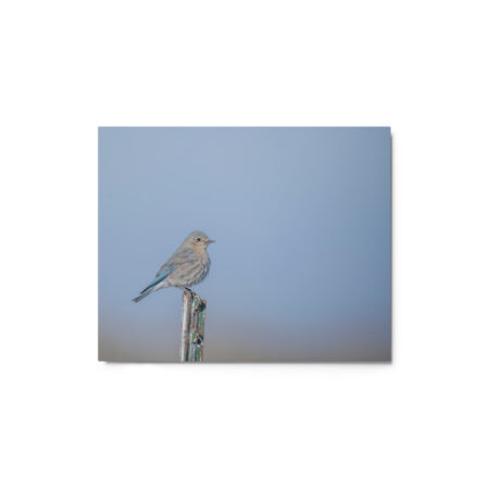 Female Mountain Bluebird! Metal prints