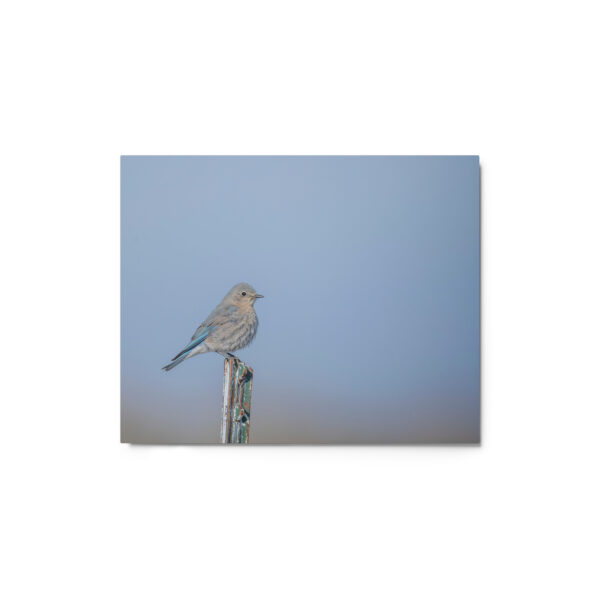 Female Mountain Bluebird! Metal prints