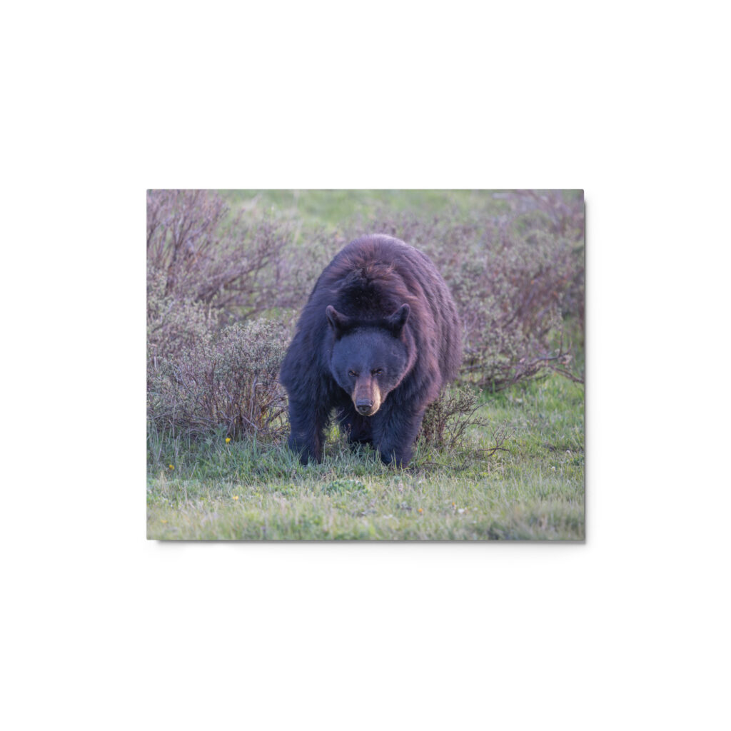 American black bear! Metal prints
