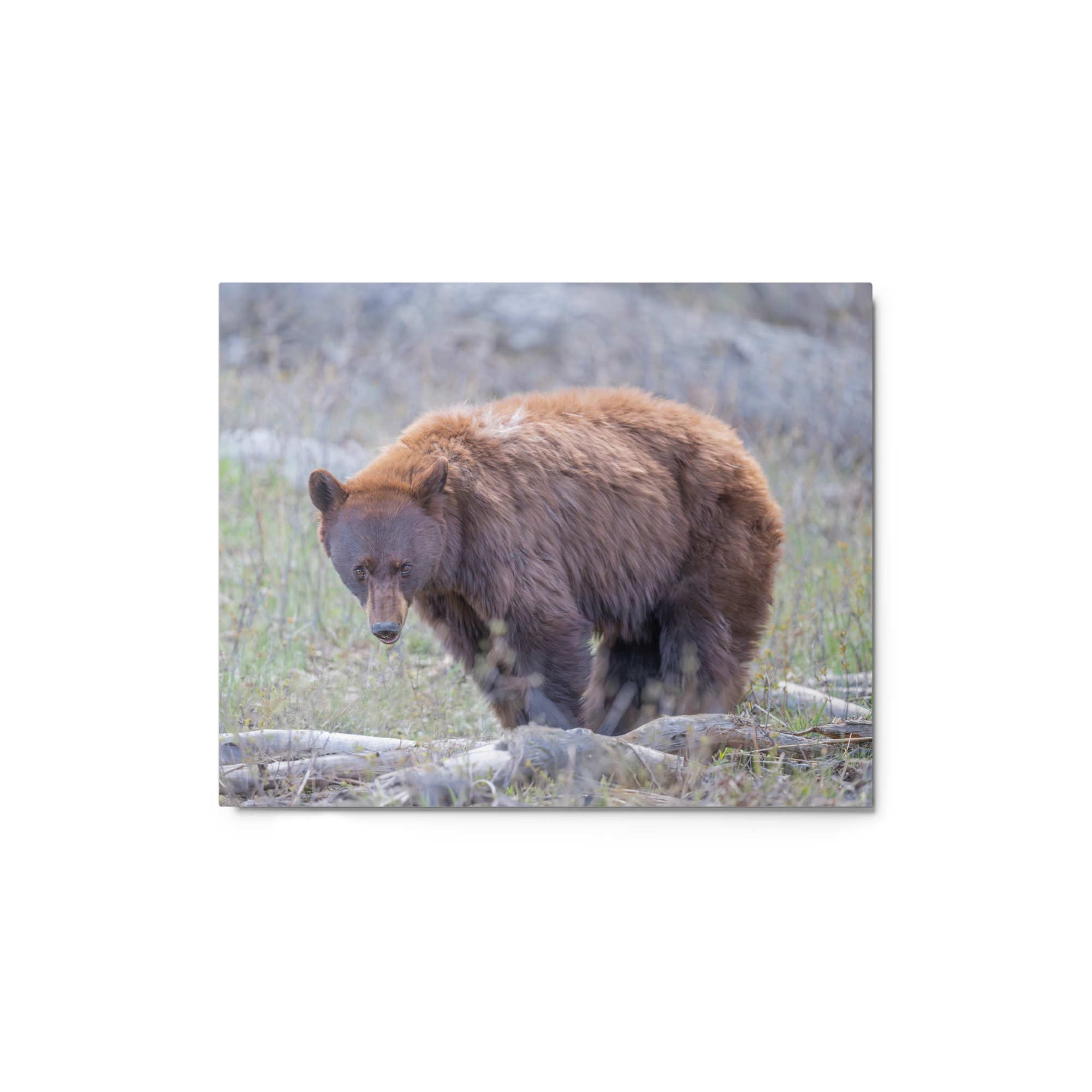 Cinnamon bear! Metal prints