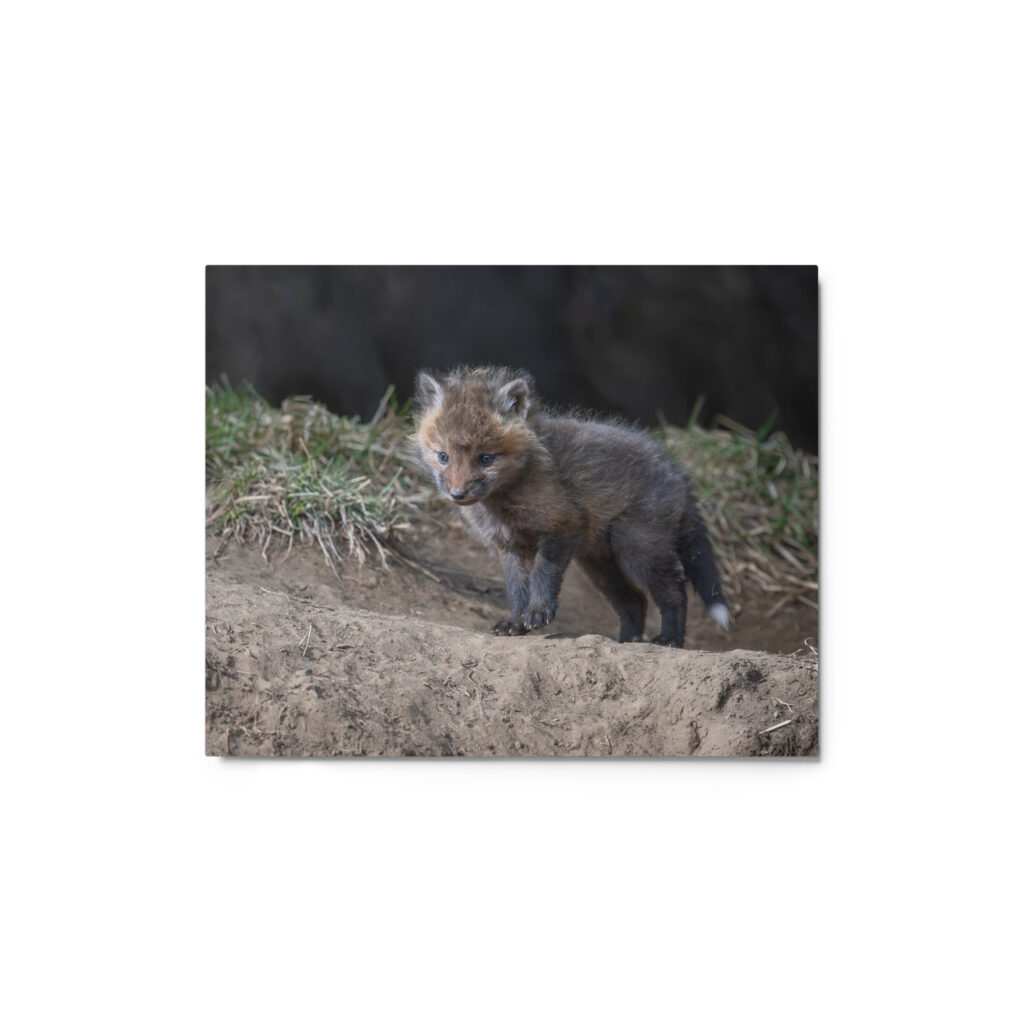 Curious Fox Cub! Metal prints