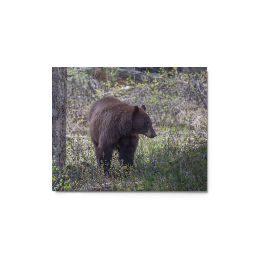 Cinnamon bear! Metal prints
