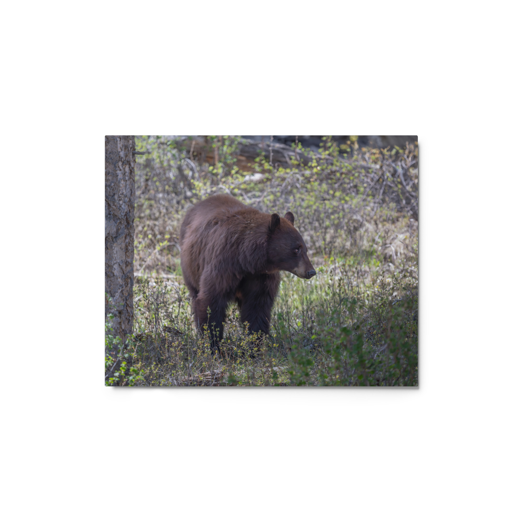 Cinnamon bear! Metal prints