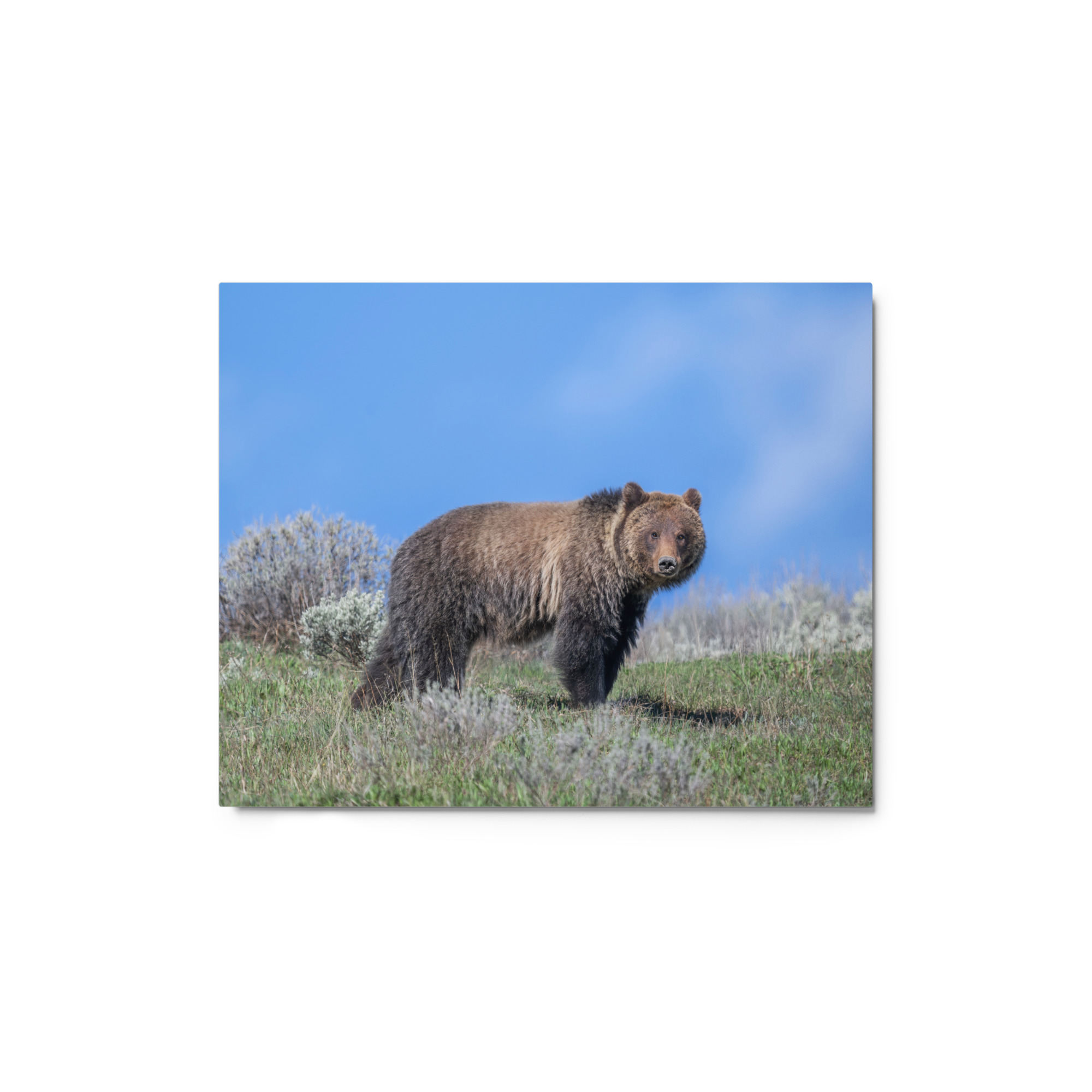 Gentle Brown Eyes in a Blue Sky! Metal prints