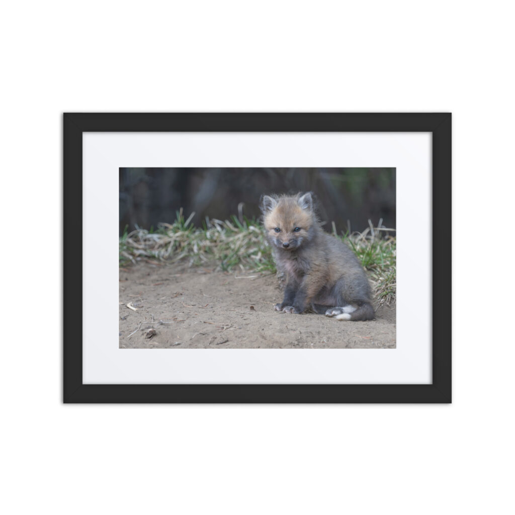 Baby Fox! Framed poster