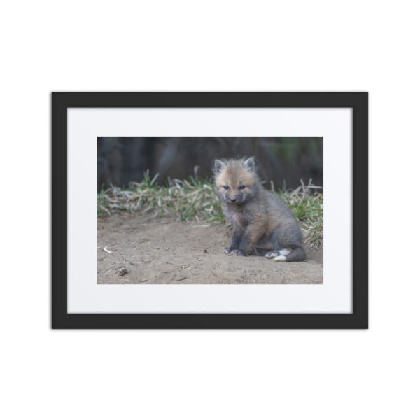 Baby Fox! Framed poster