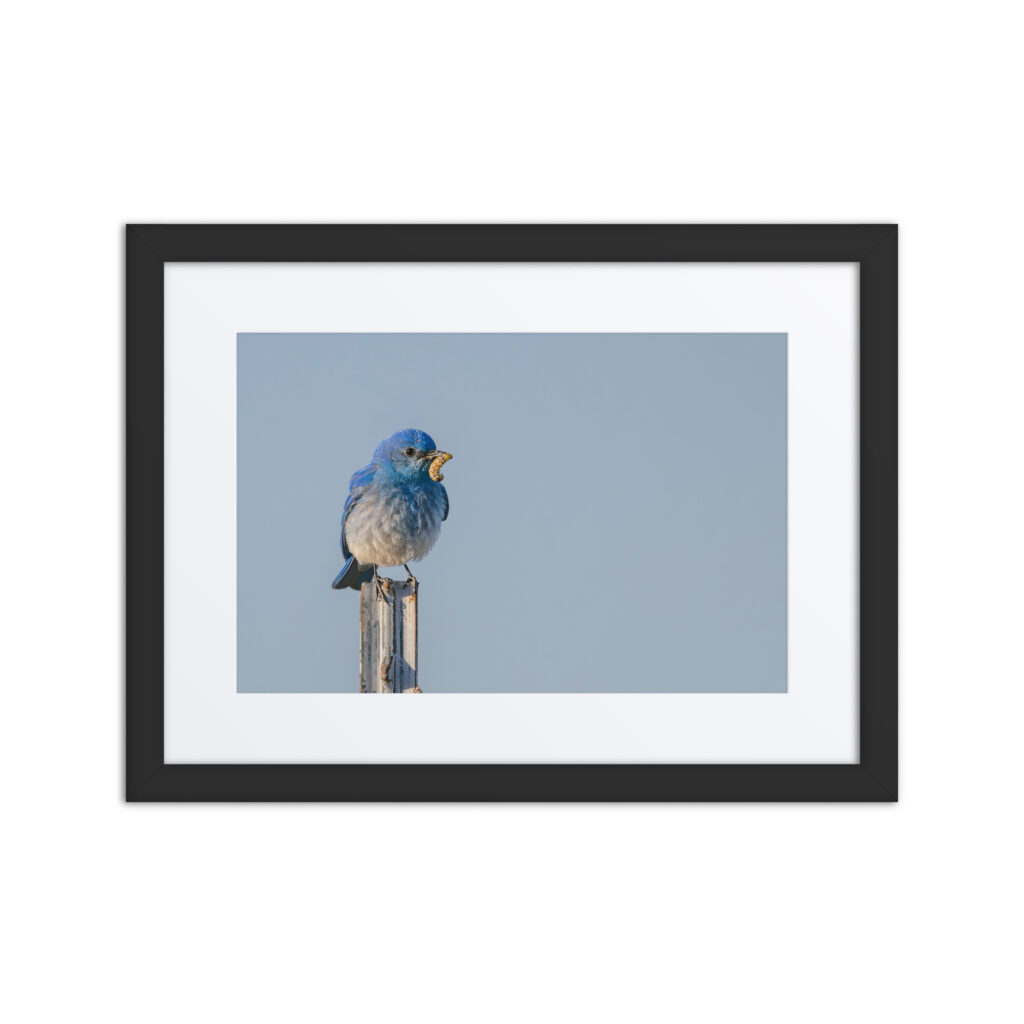 Mountain Blue Bird with food! Framed poster