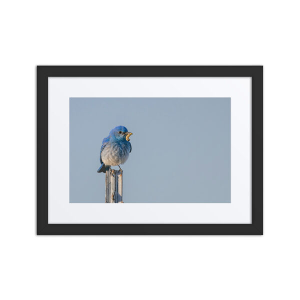 Mountain Blue Bird with food! Framed poster