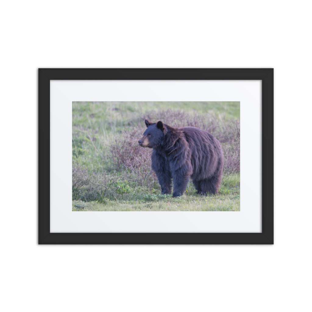 American black bear! Framed poster