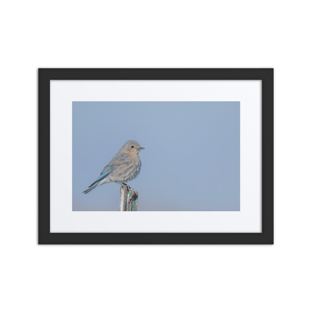 Female Mountain Bluebird! Framed poster