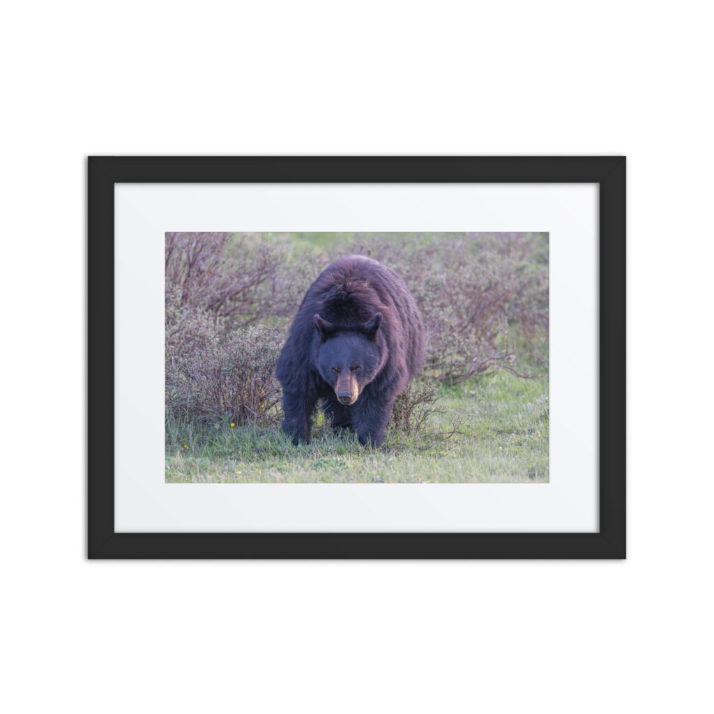 American black bear! Framed poster