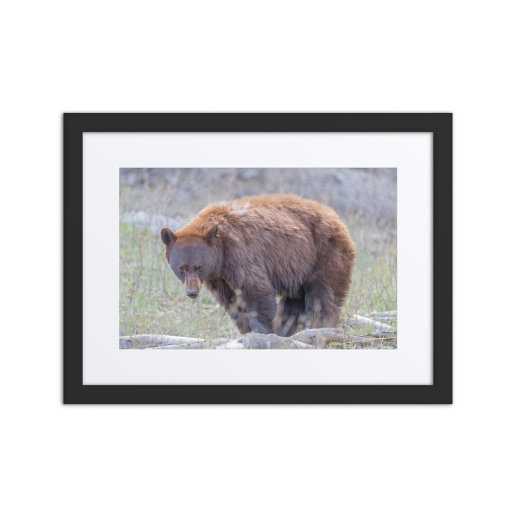 Cinnamon bear! Framed poster