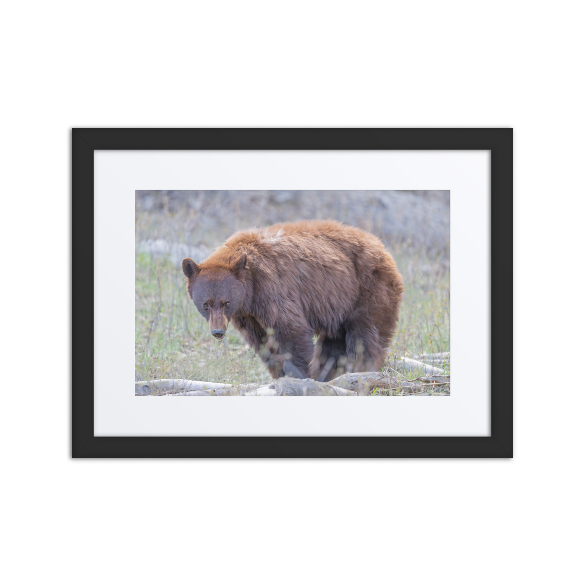 Cinnamon bear! Framed poster