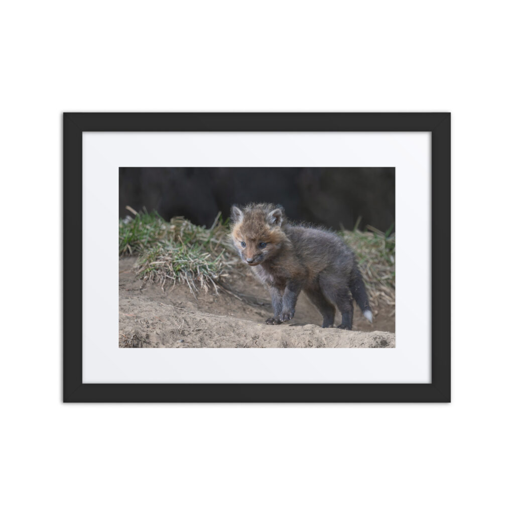 Curious Fox Cub! Framed poster