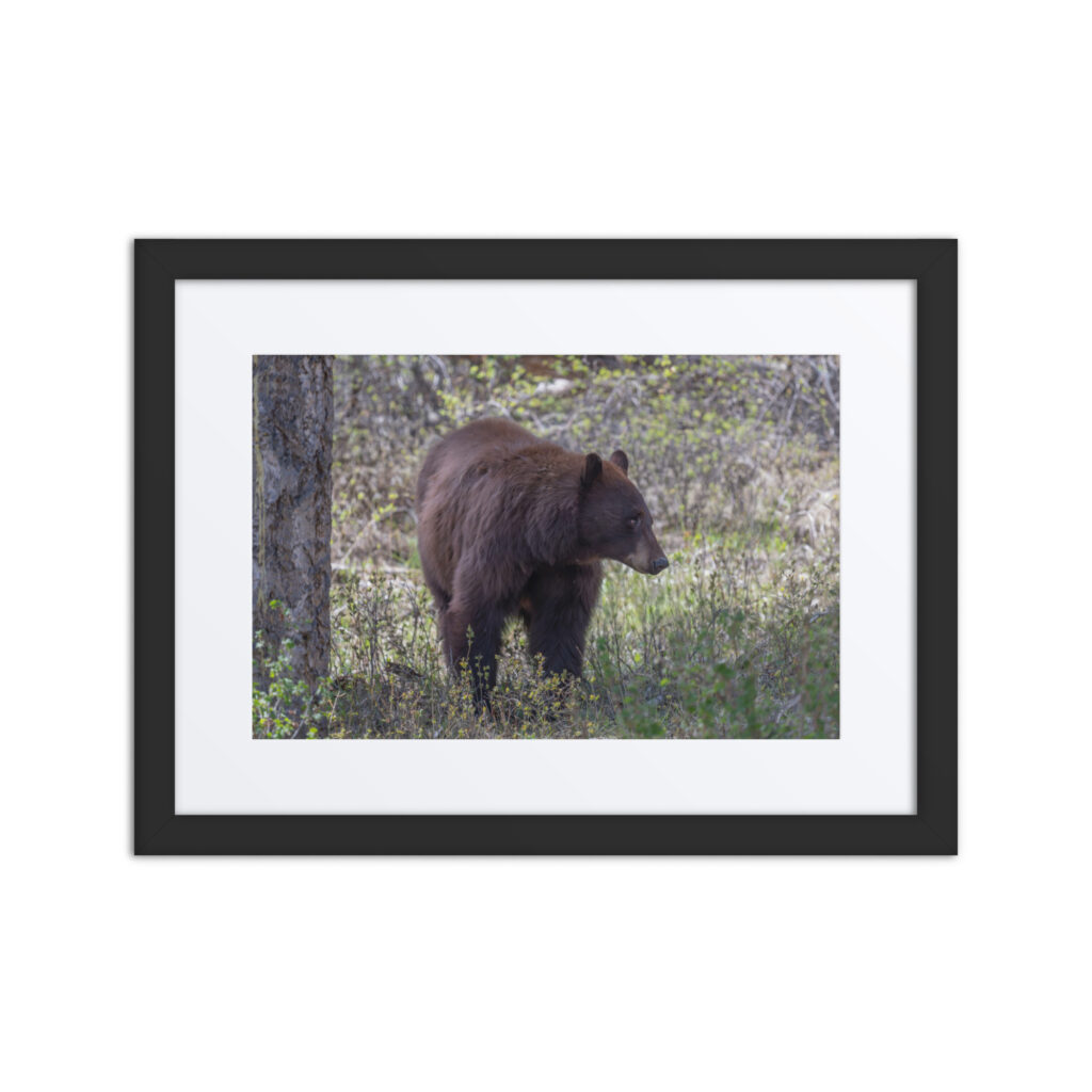 Cinnamon bear! Framed poster
