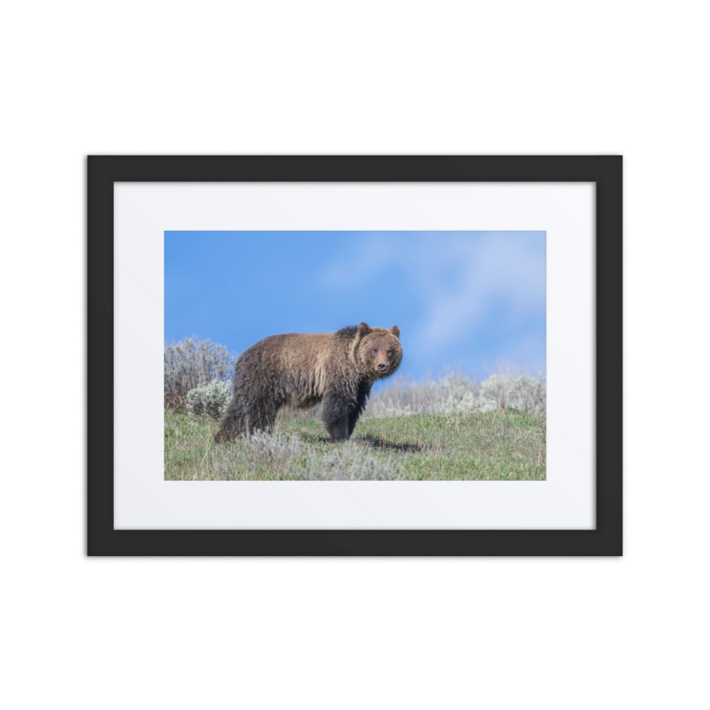 Gentle Brown Eyes in a Blue Sky! Framed mat poster