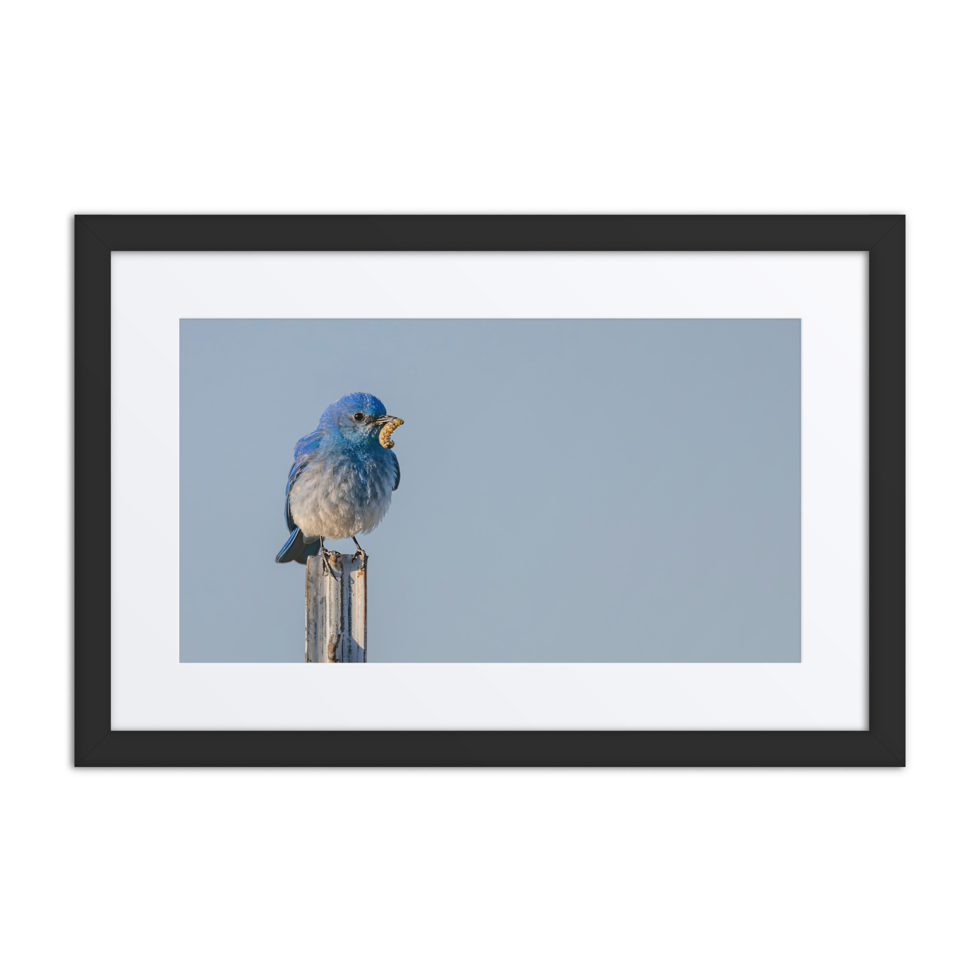 Mountain Blue Bird with food! Framed poster - Image 2