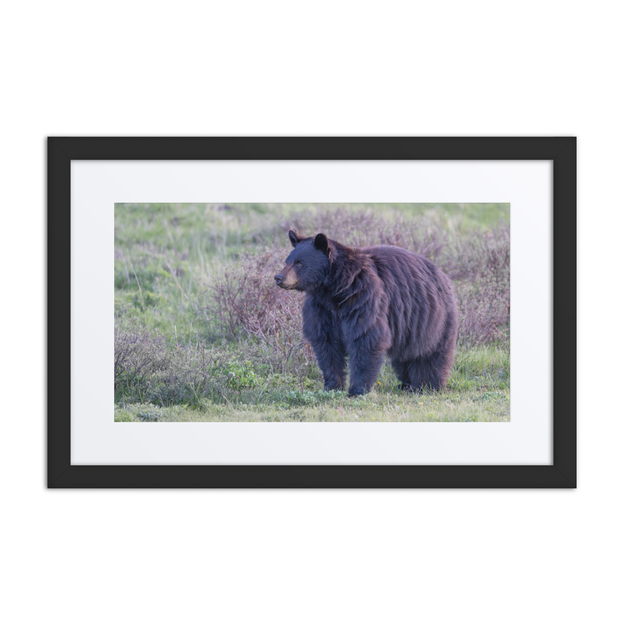 American black bear! Framed poster - Image 2