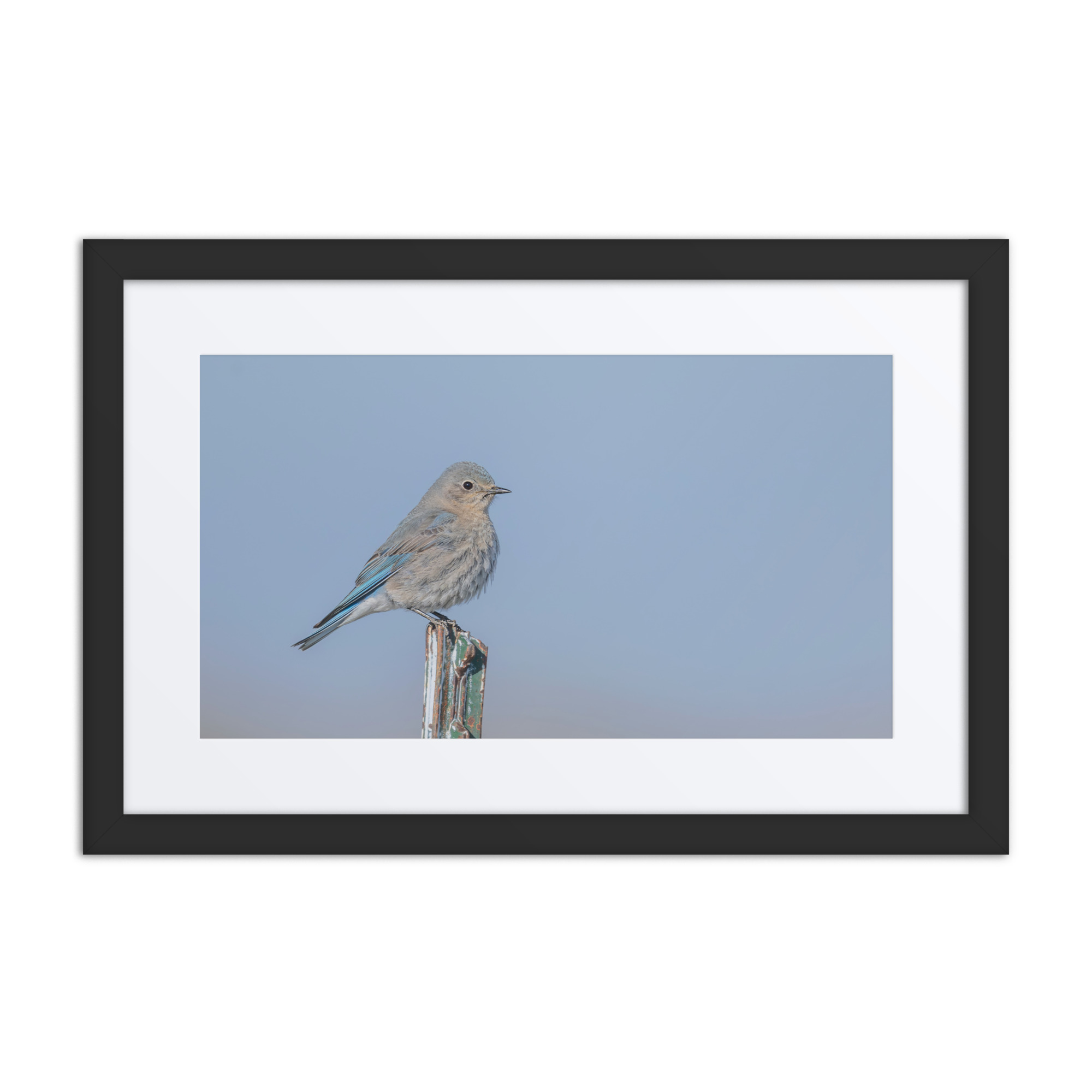 Female Mountain Bluebird! Framed poster - Image 2