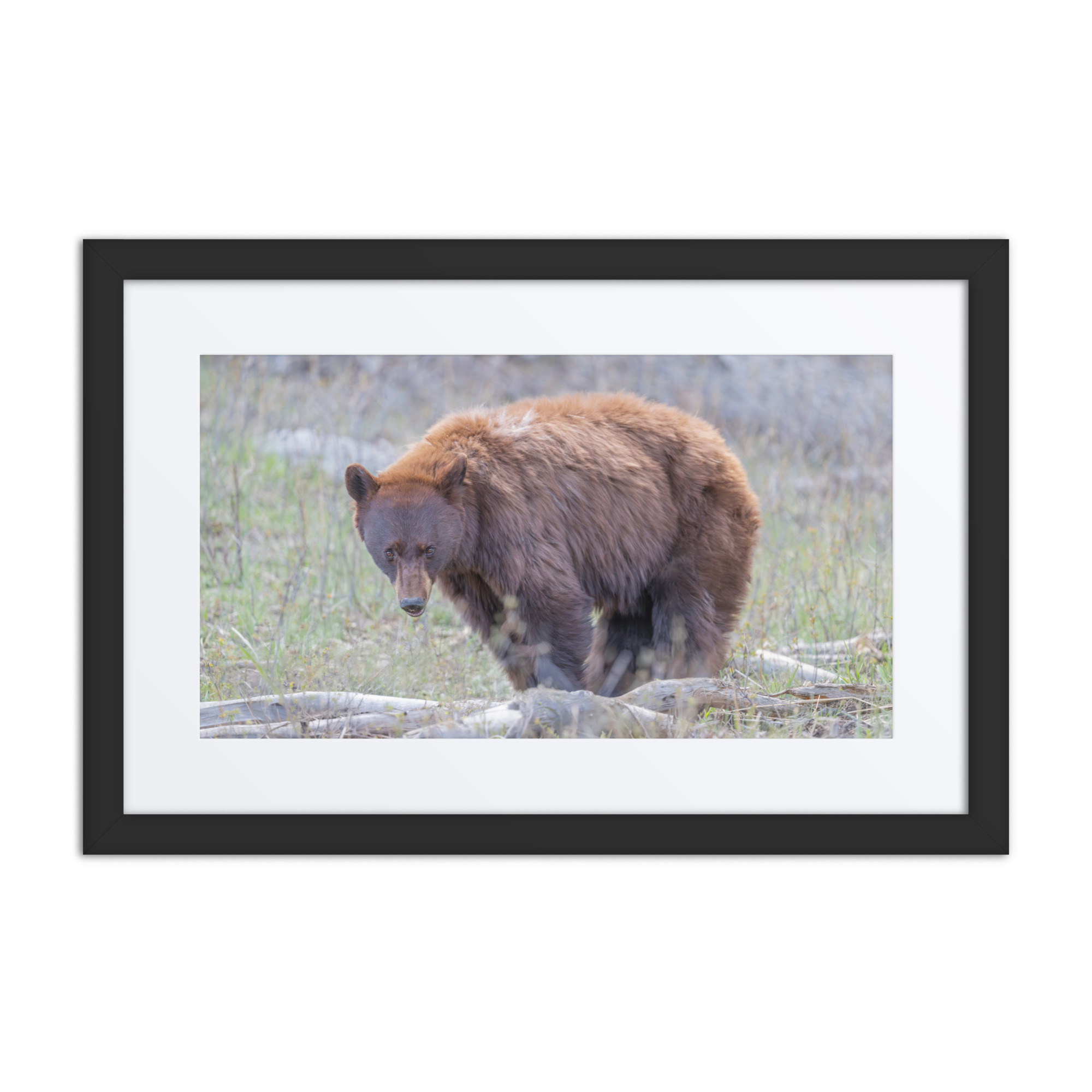 Cinnamon bear! Framed poster - Image 2