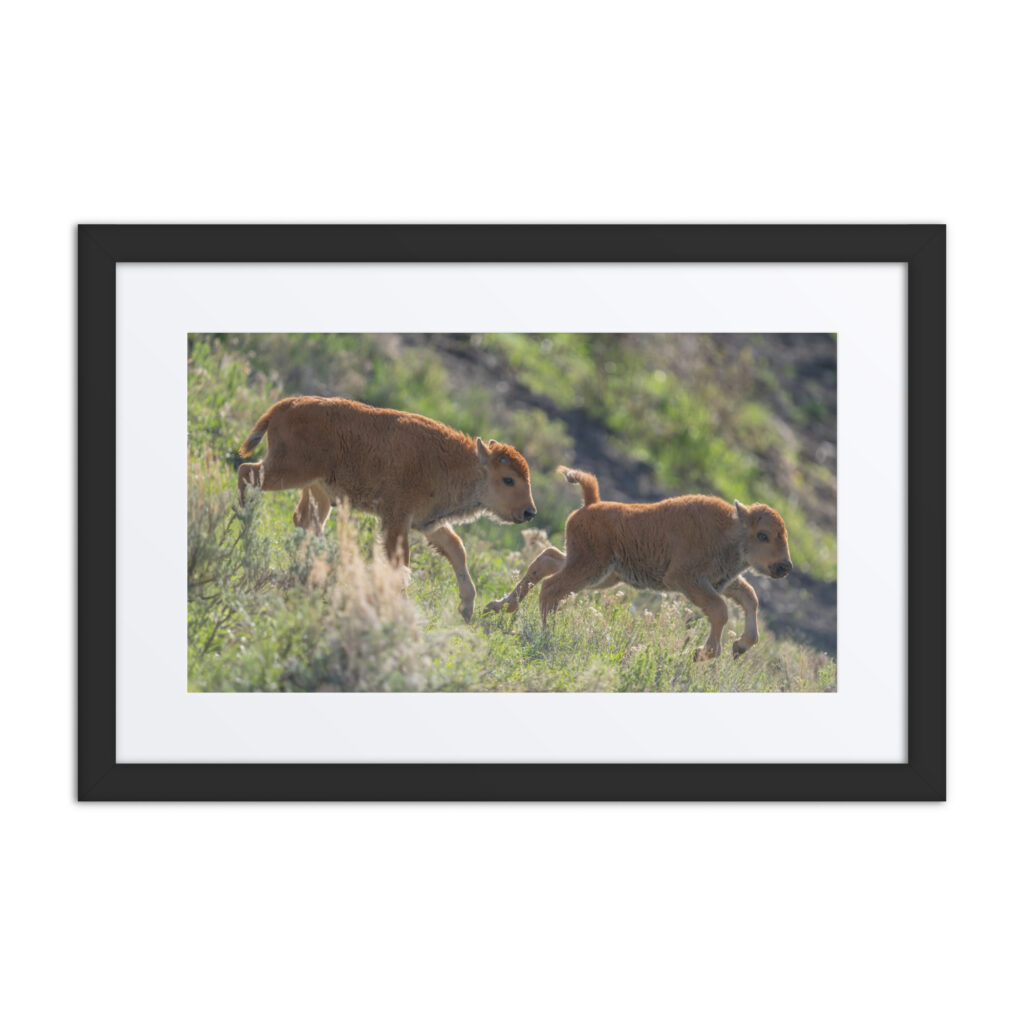 Red Dogs! Framed poster