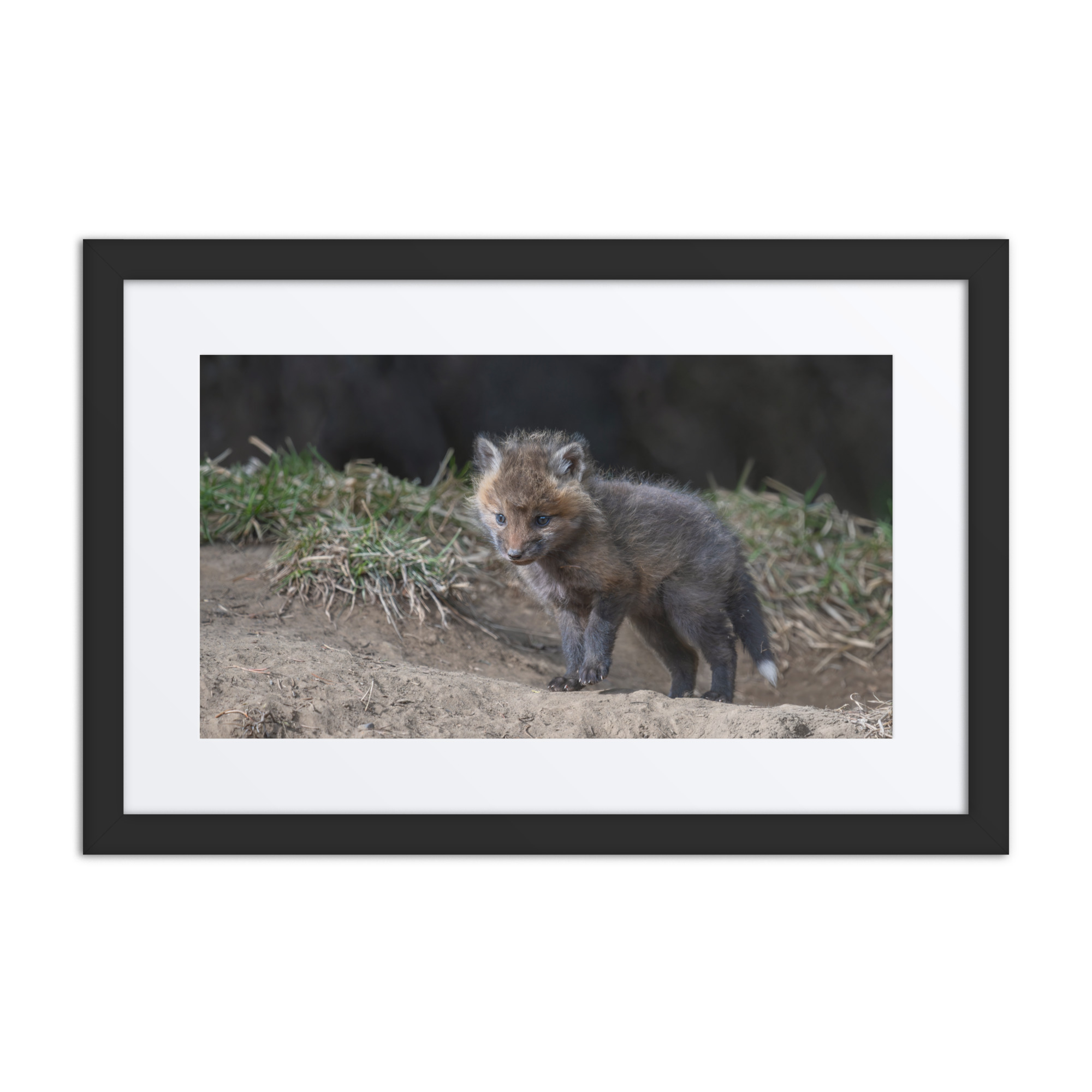 Curious Fox Cub! Framed poster - Image 2
