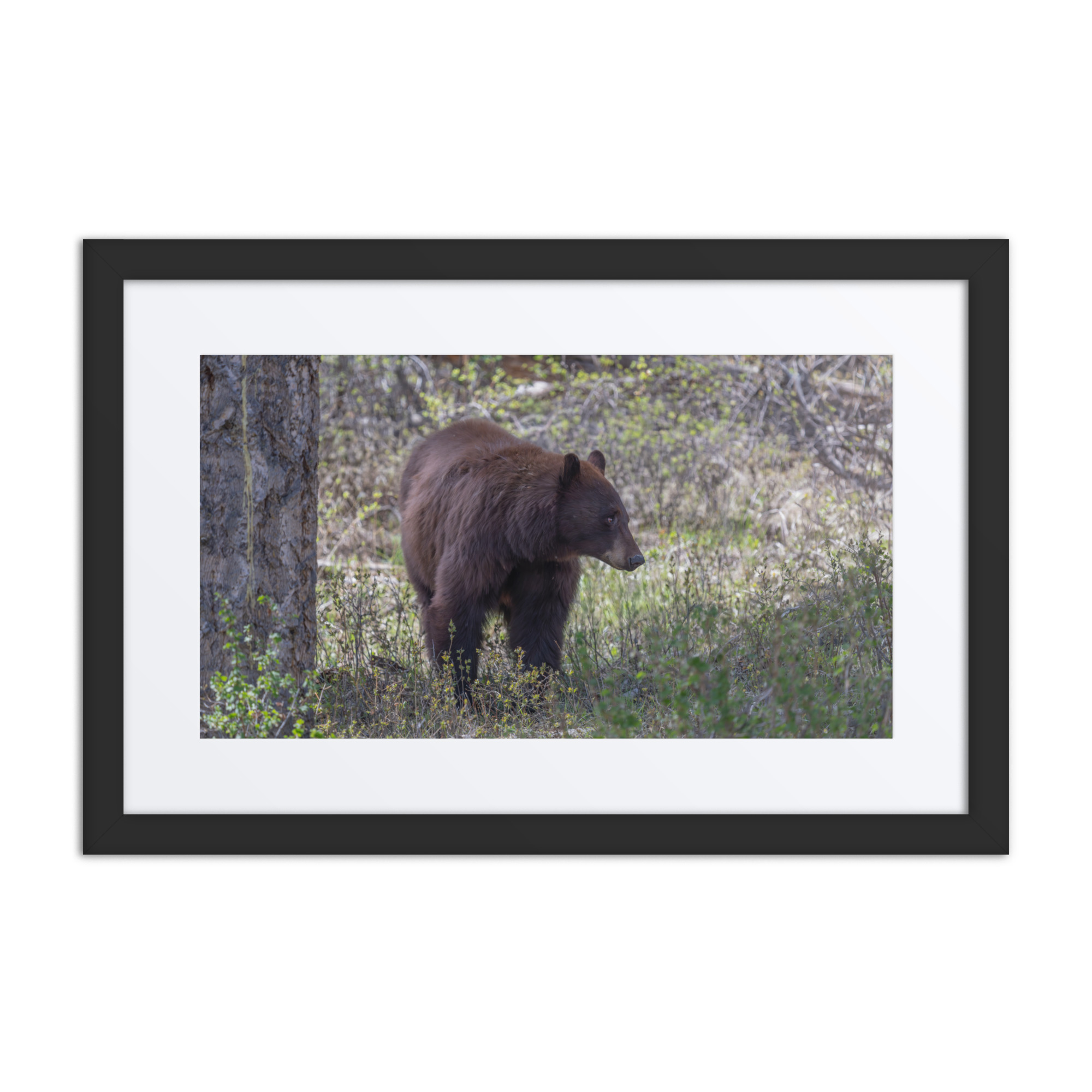 Cinnamon bear! Framed poster - Image 2
