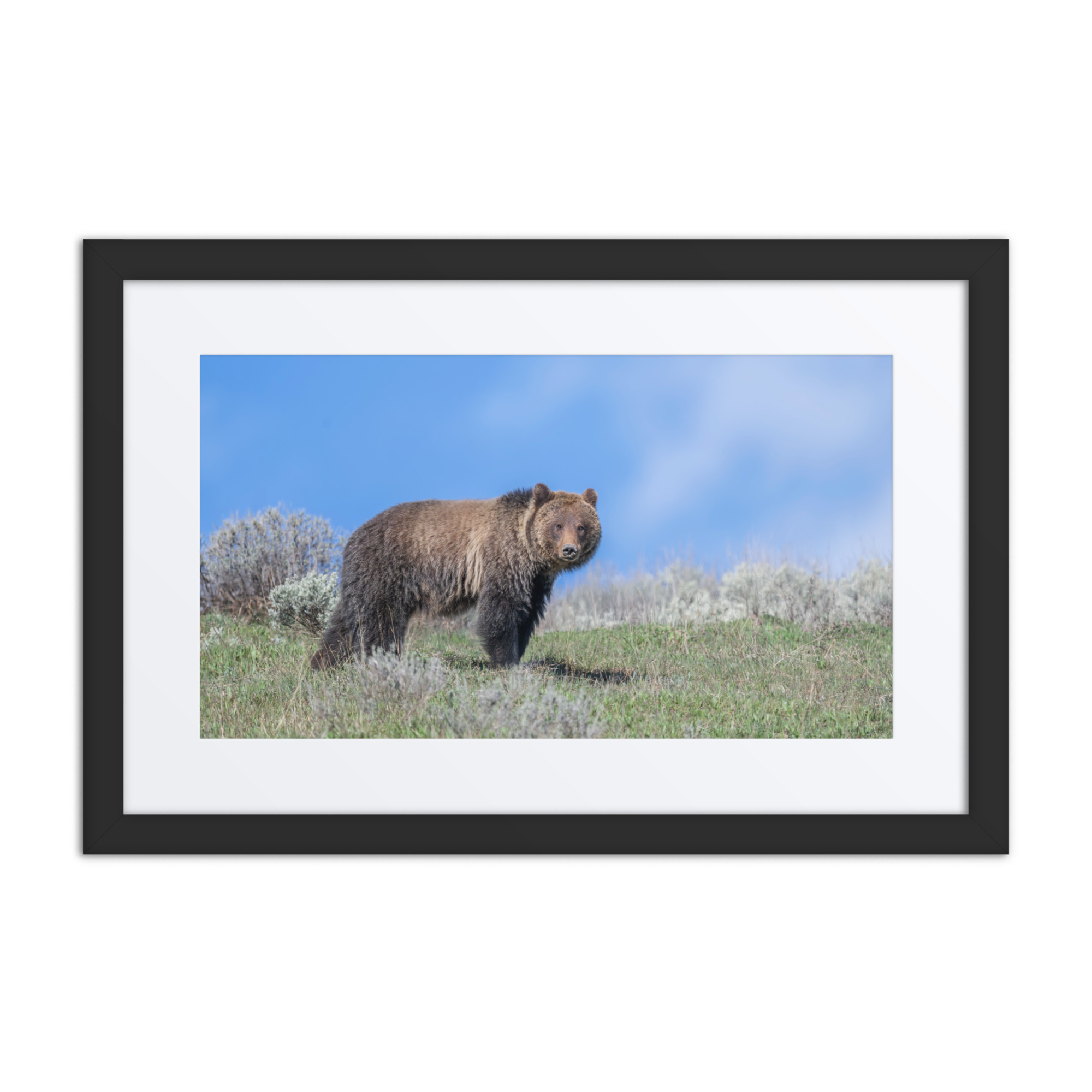 Gentle Brown Eyes in a Blue Sky! Framed mat poster - Image 2