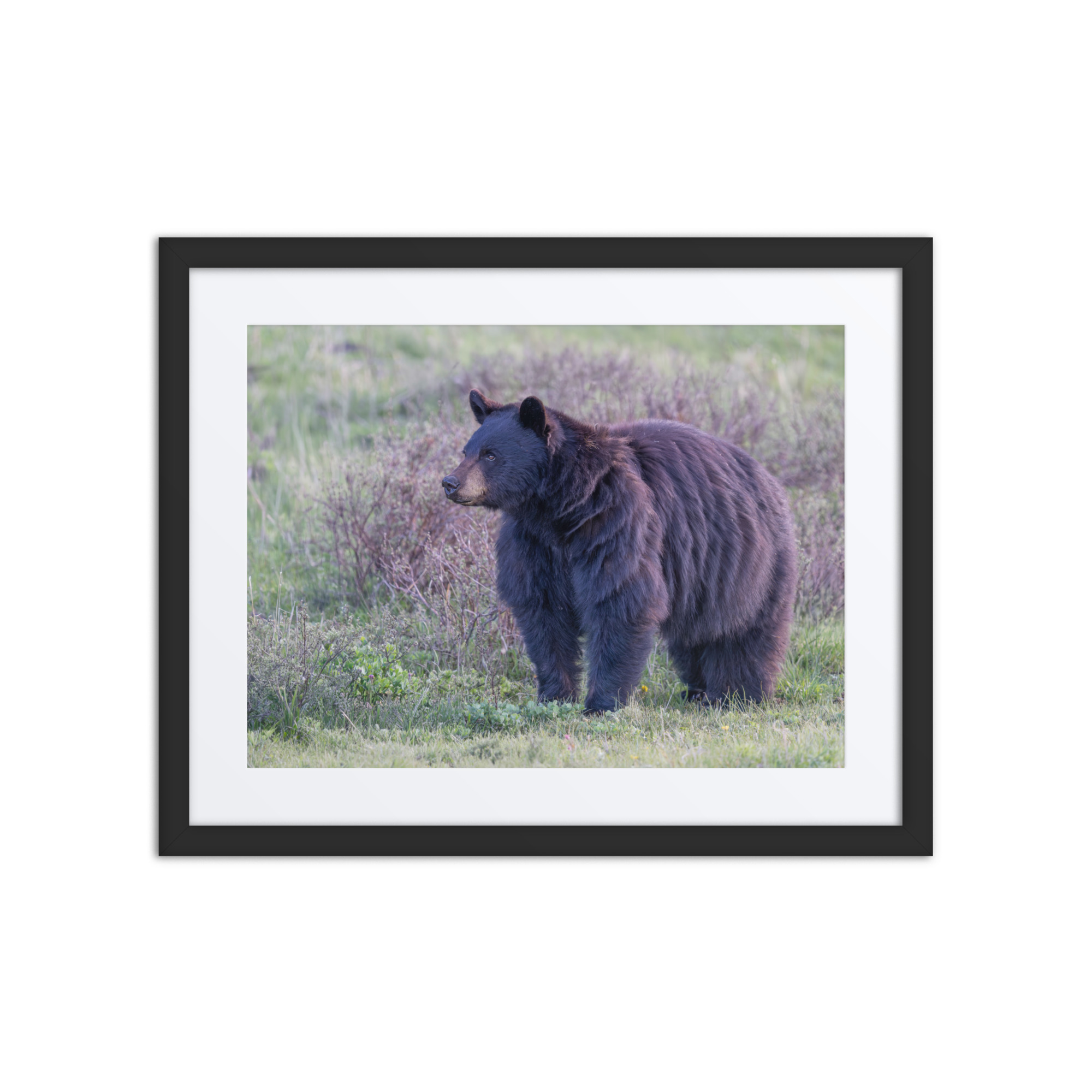 American black bear! Framed poster - Image 3