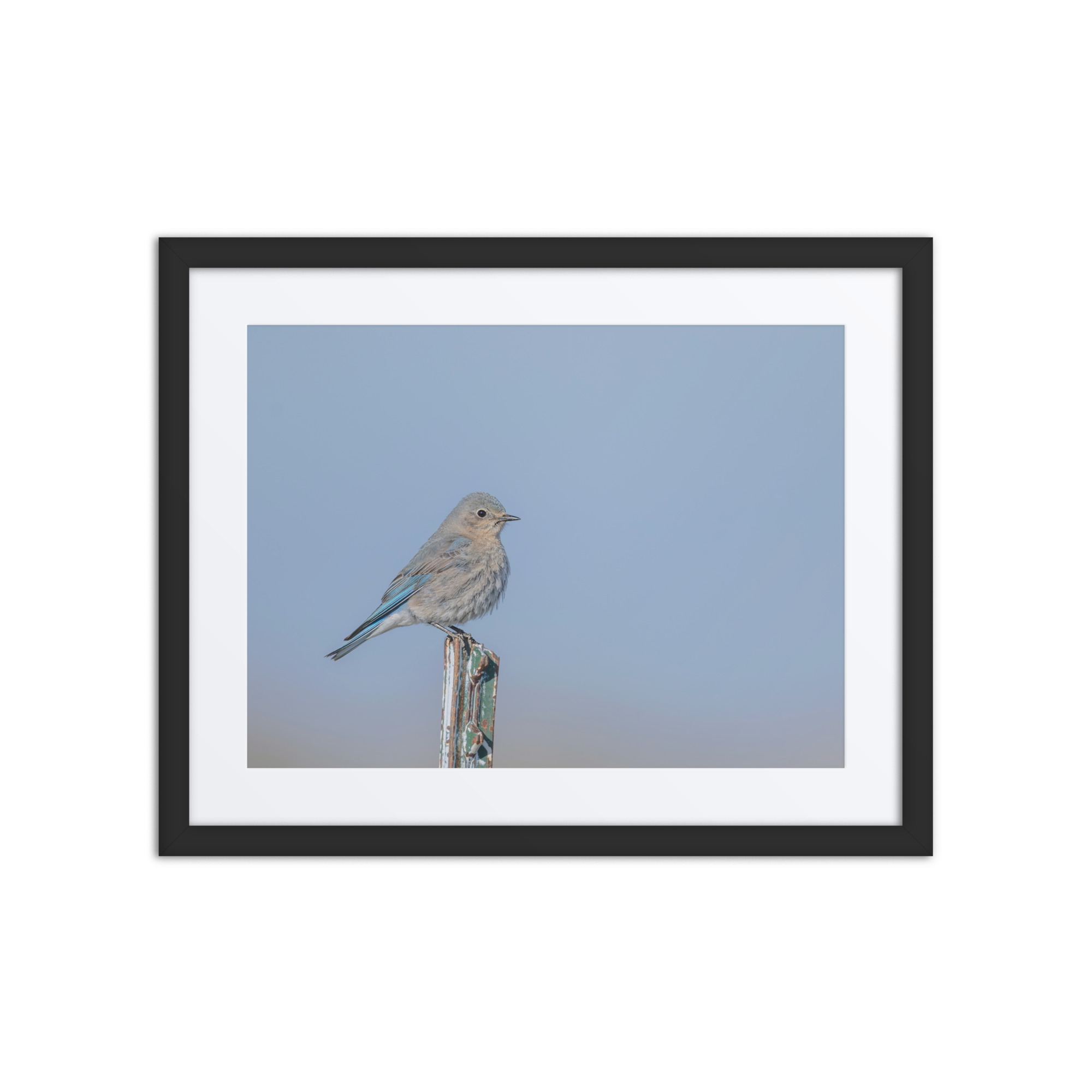 Female Mountain Bluebird! Framed poster - Image 3