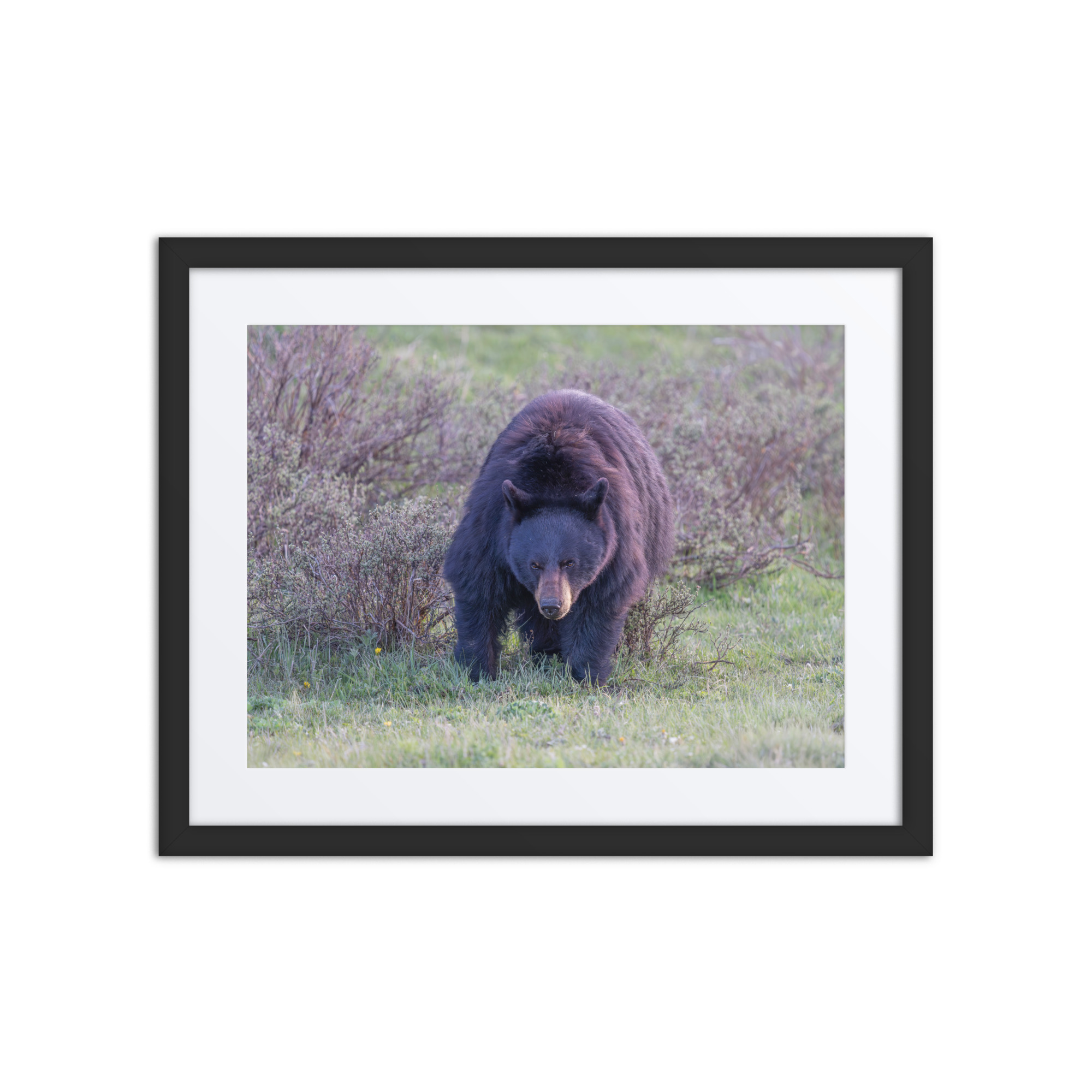 American black bear! Framed poster - Image 3