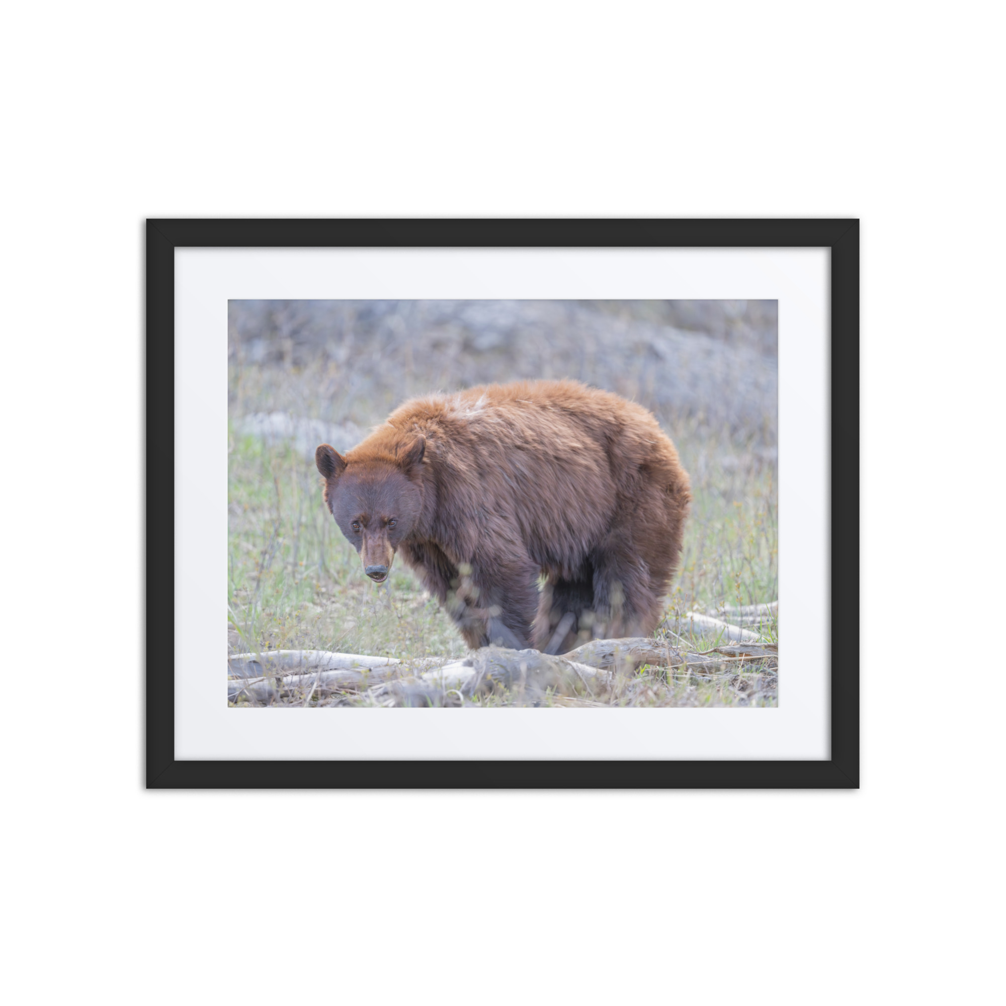 Cinnamon bear! Framed poster - Image 3