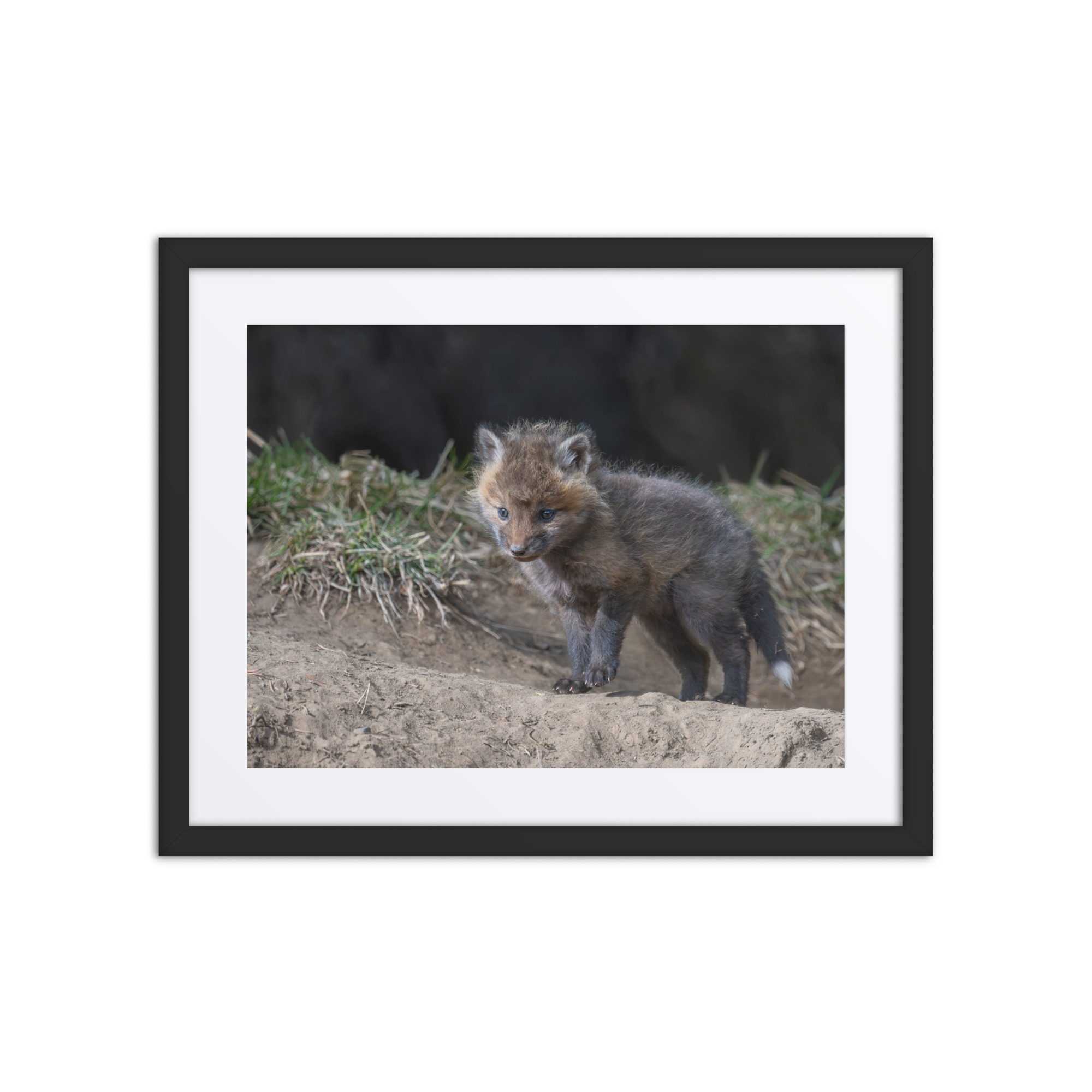 Curious Fox Cub! Framed poster - Image 3