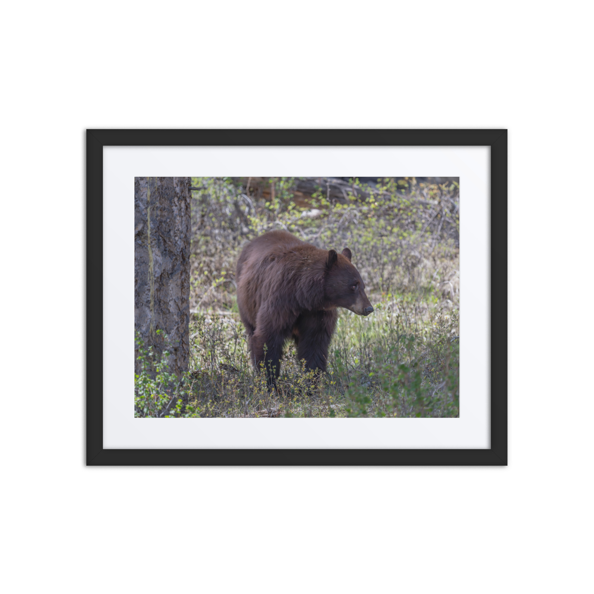 Cinnamon bear! Framed poster - Image 3