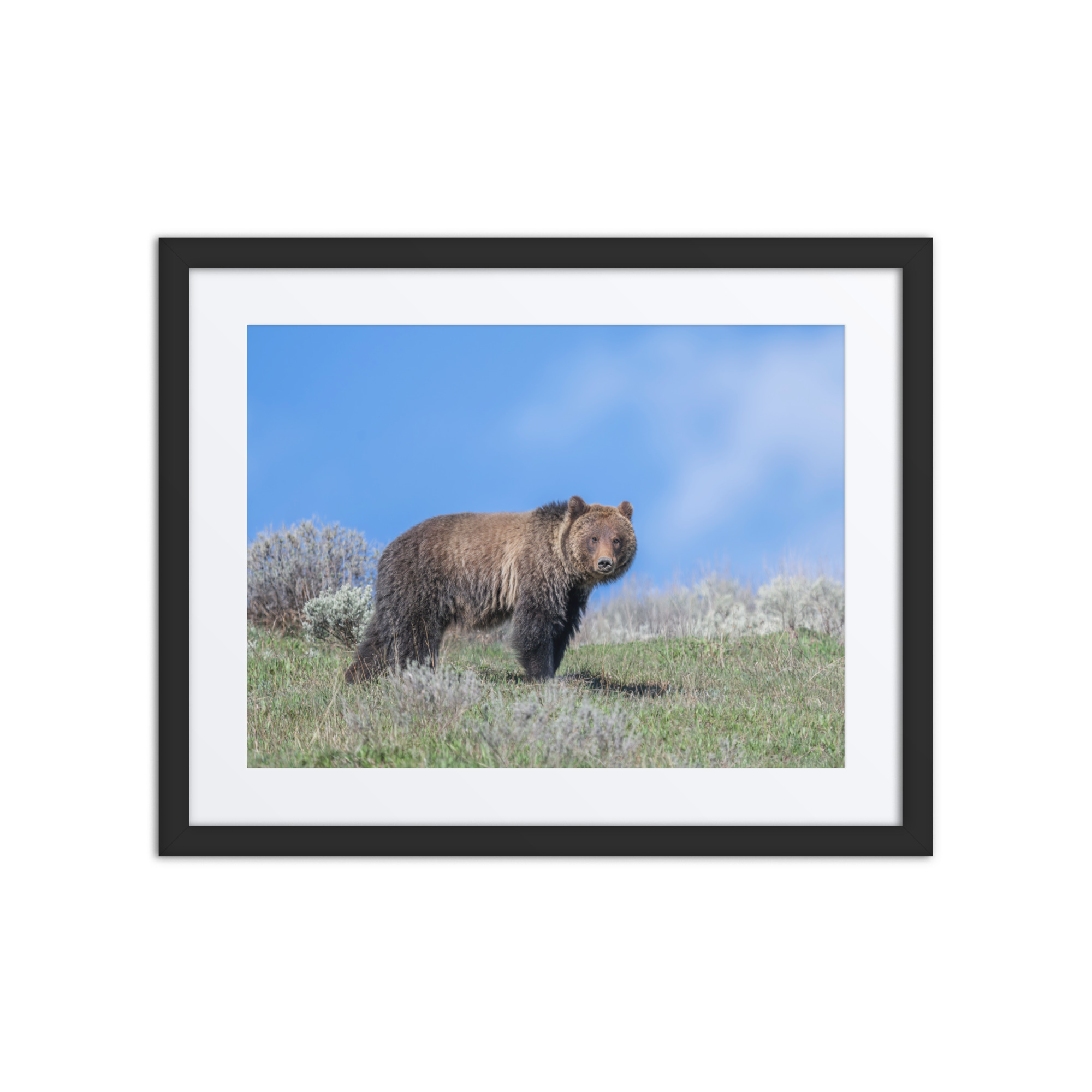 Gentle Brown Eyes in a Blue Sky! Framed mat poster - Image 3