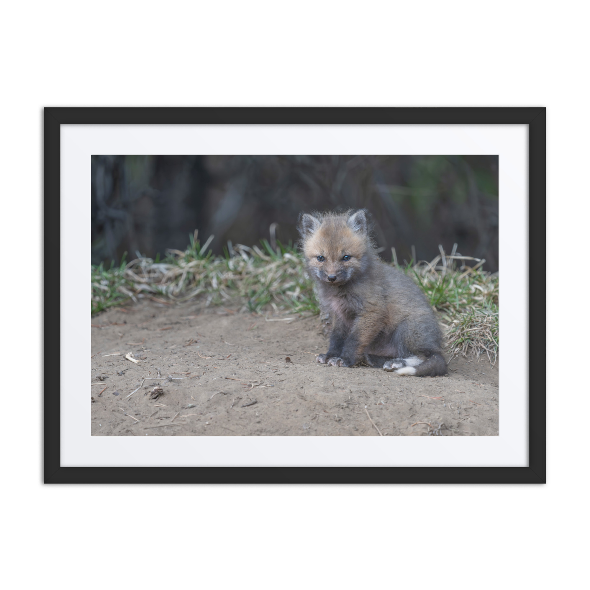 Baby Fox! Framed poster - Image 4
