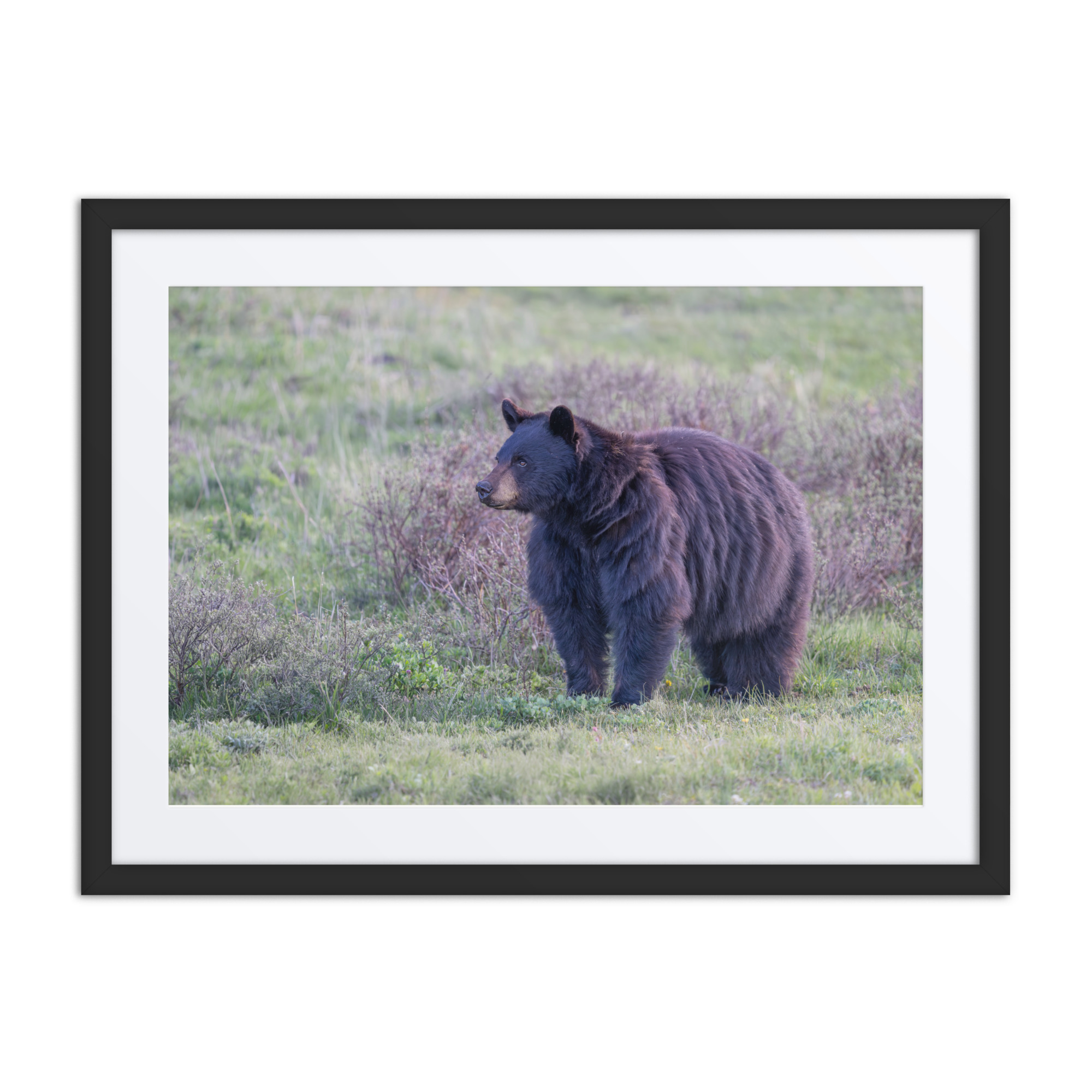American black bear! Framed poster - Image 4
