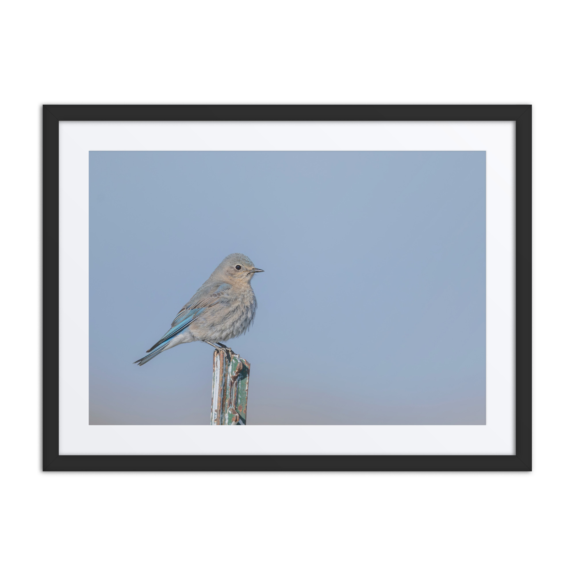 Female Mountain Bluebird! Framed poster - Image 4