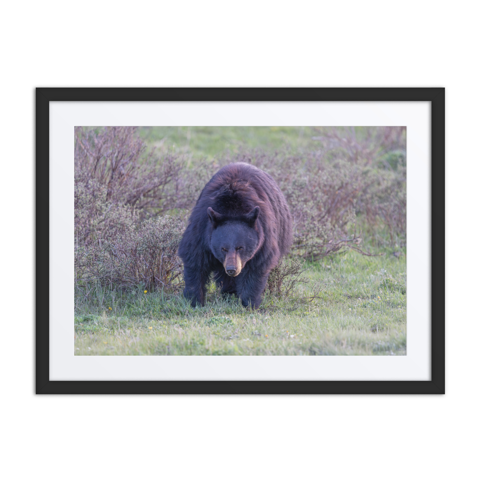 American black bear! Framed poster - Image 4