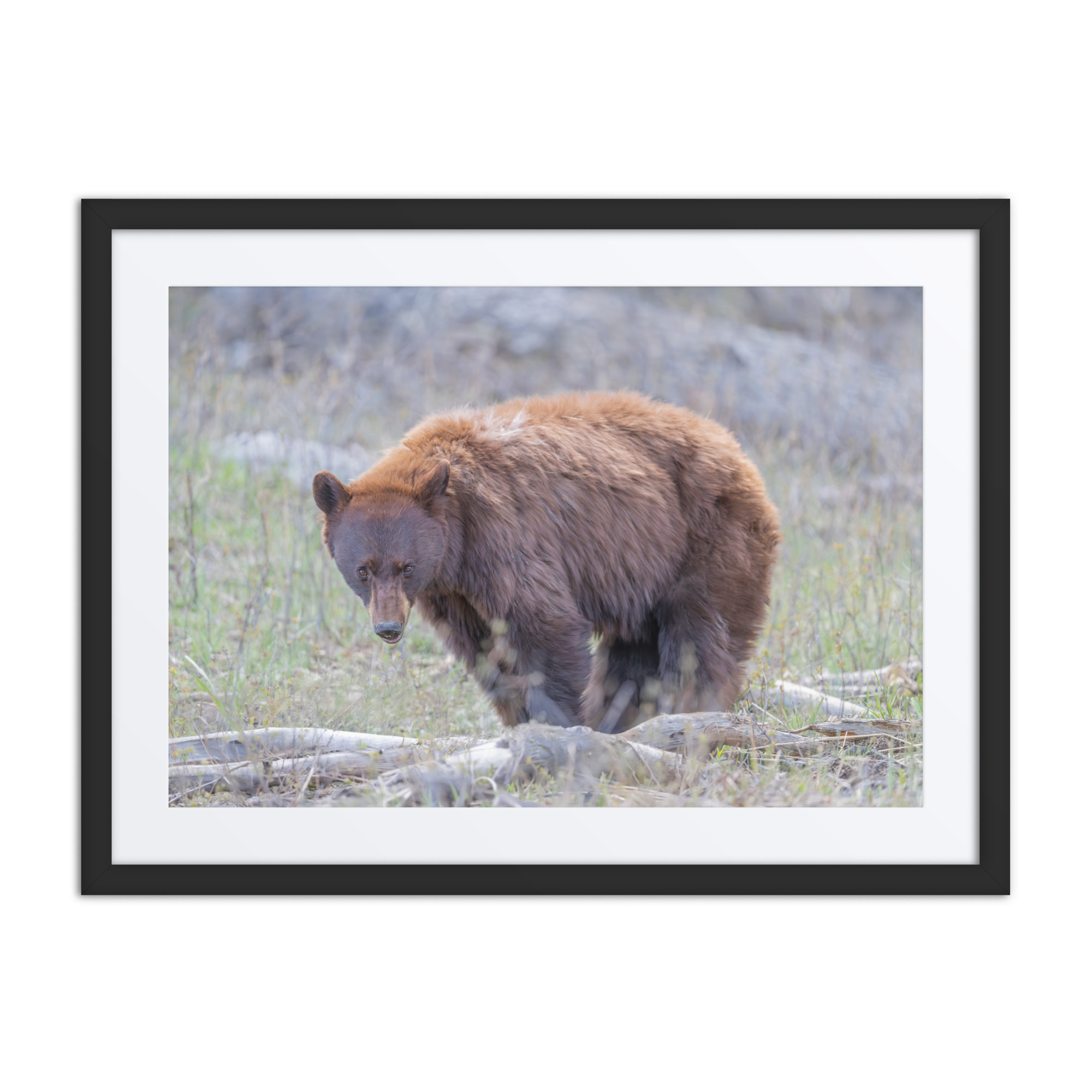 Cinnamon bear! Framed poster - Image 4
