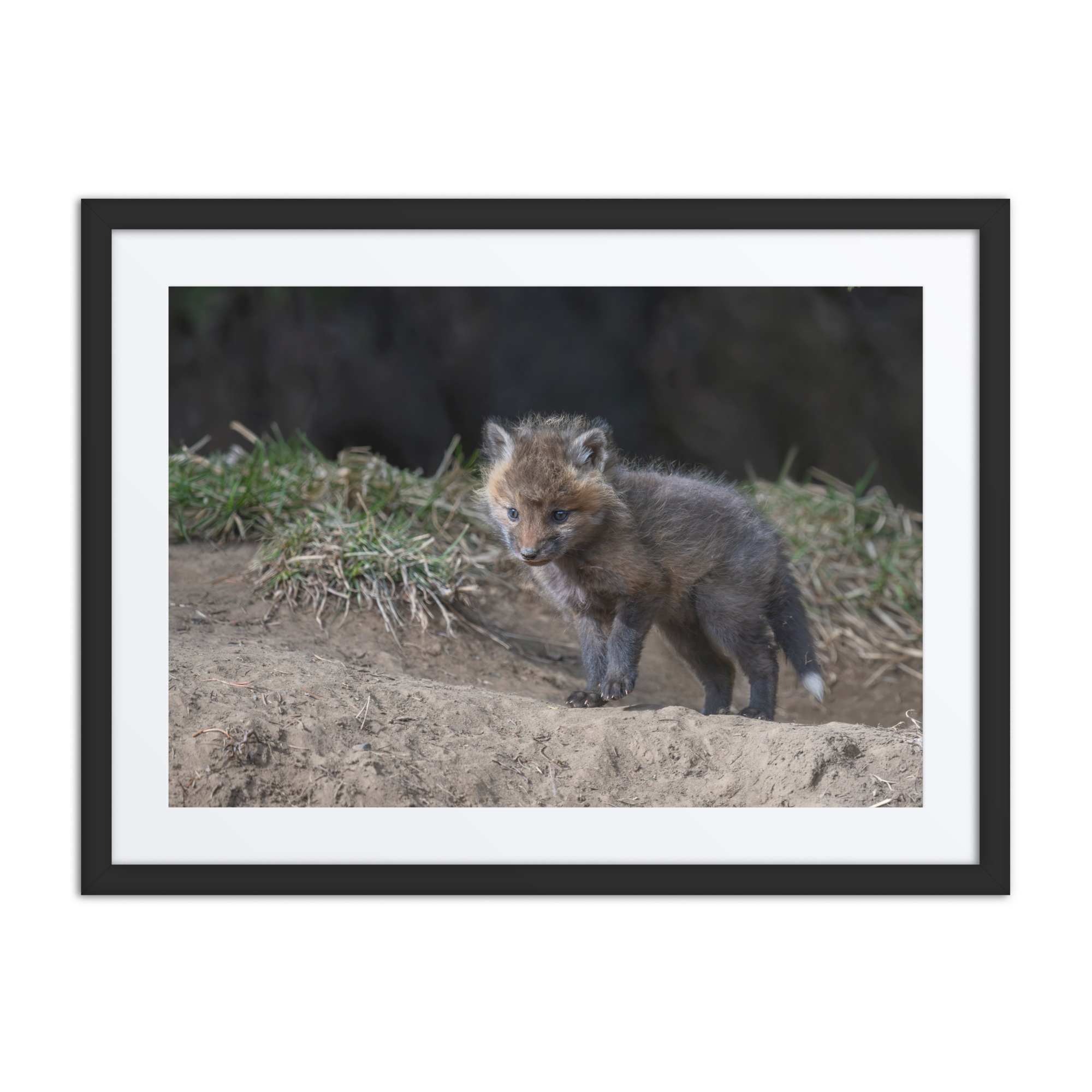 Curious Fox Cub! Framed poster - Image 4