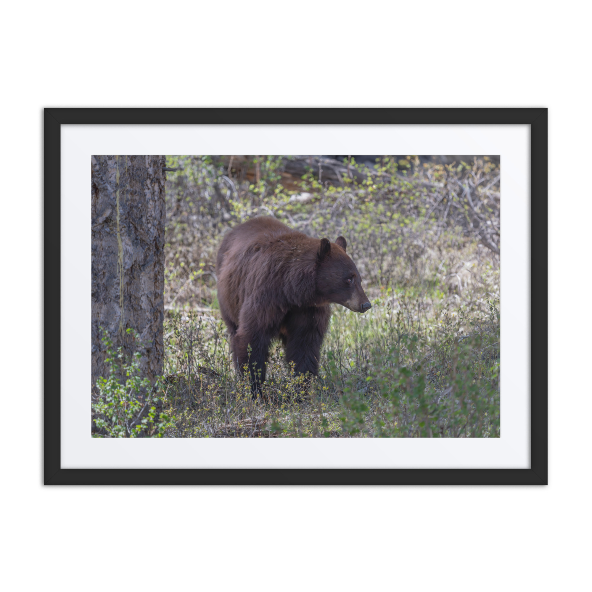 Cinnamon bear! Framed poster - Image 4
