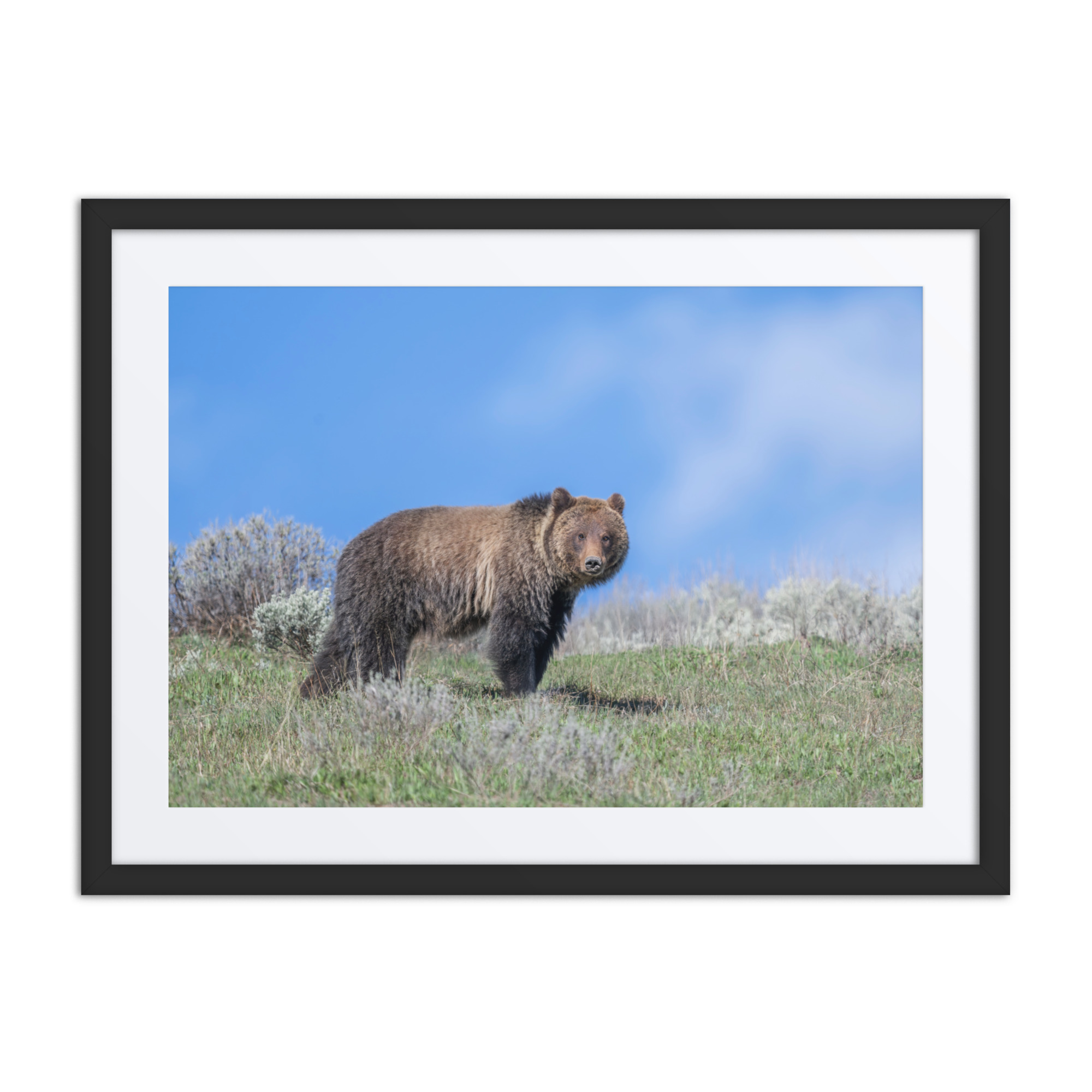 Gentle Brown Eyes in a Blue Sky! Framed mat poster - Image 4