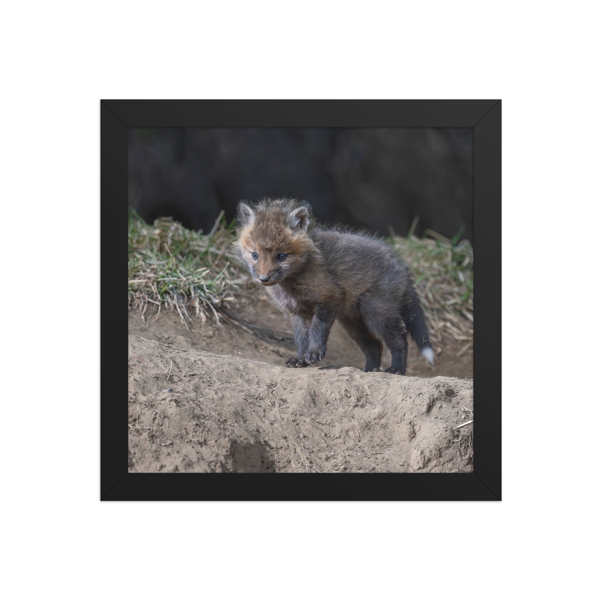 Curious Fox Cub! Framed photo paper poster - Image 3