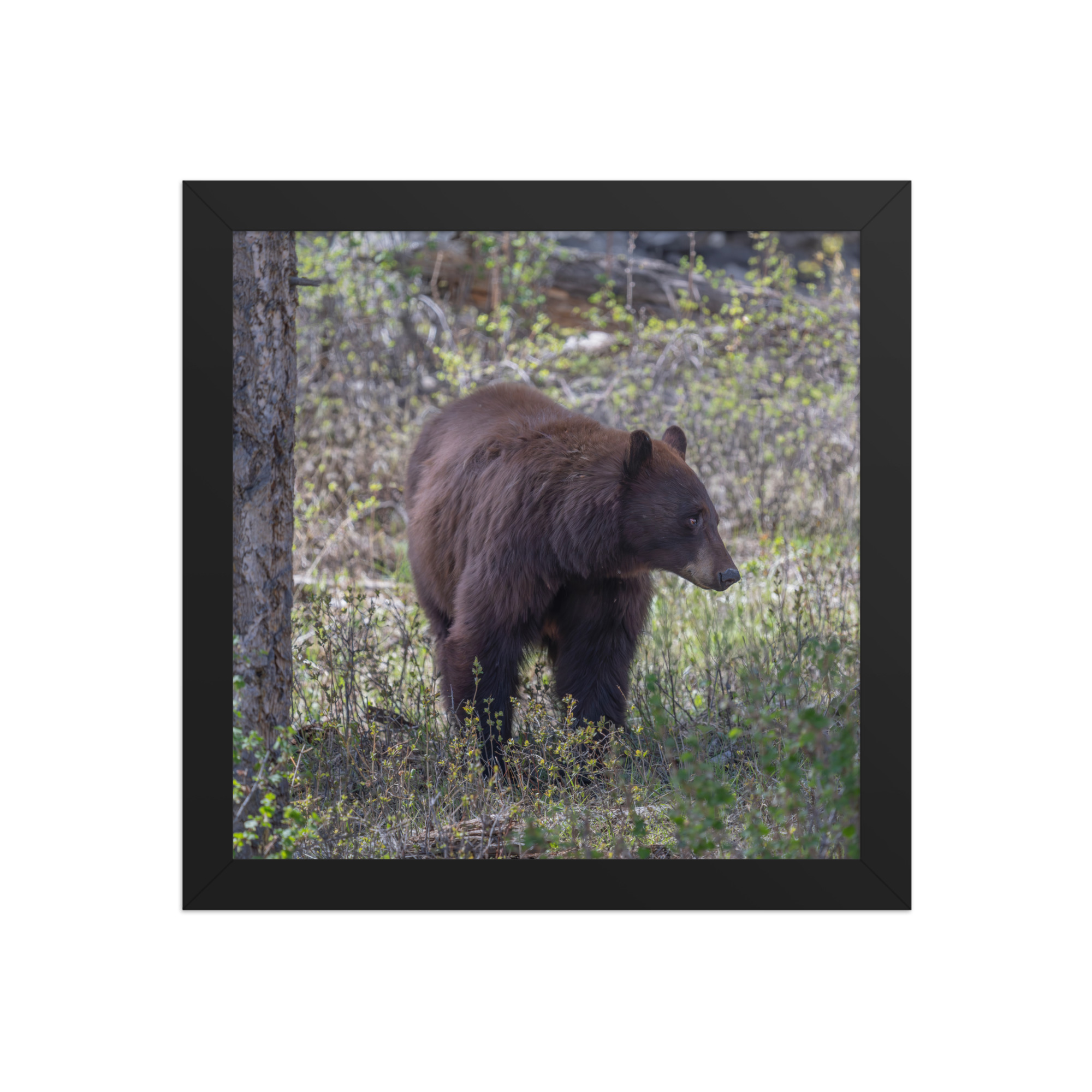 Cinnamon bear! Framed photo paper poster - Image 3