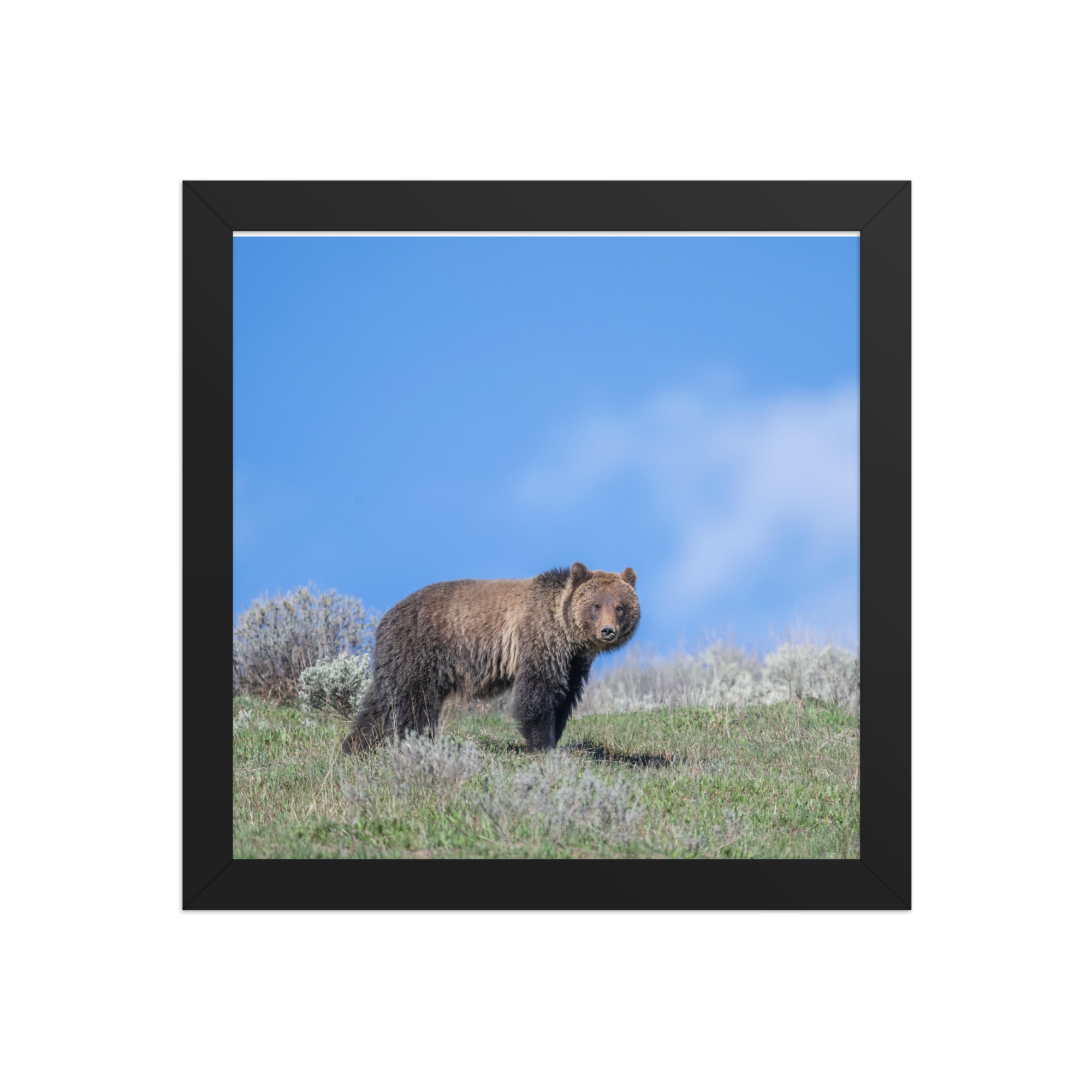 Gentle Brown Eyes in a Blue Sky! Framed photo paper poster - Image 3