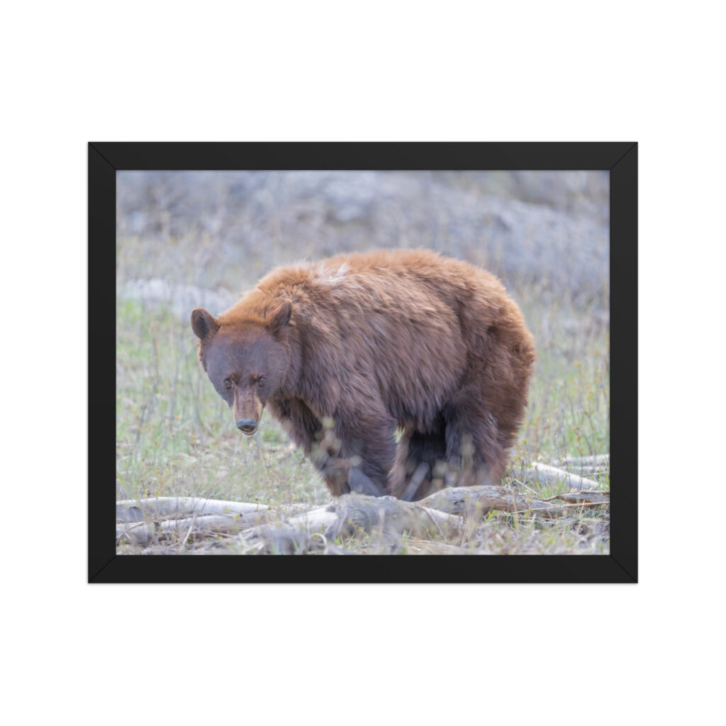 Cinnamon bear! Framed photo paper poster