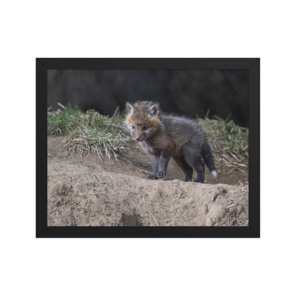 Curious Fox Cub! Framed photo paper poster