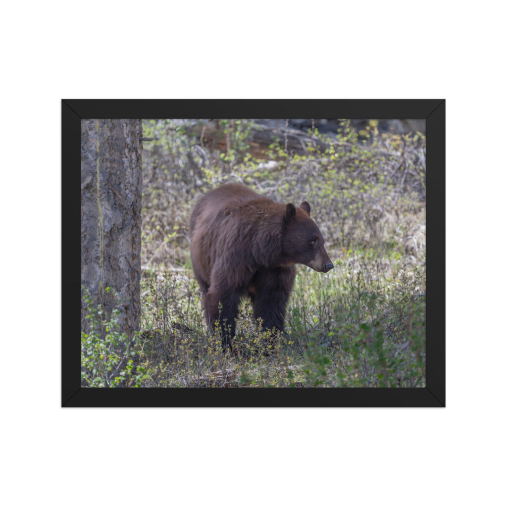 Cinnamon bear! Framed photo paper poster